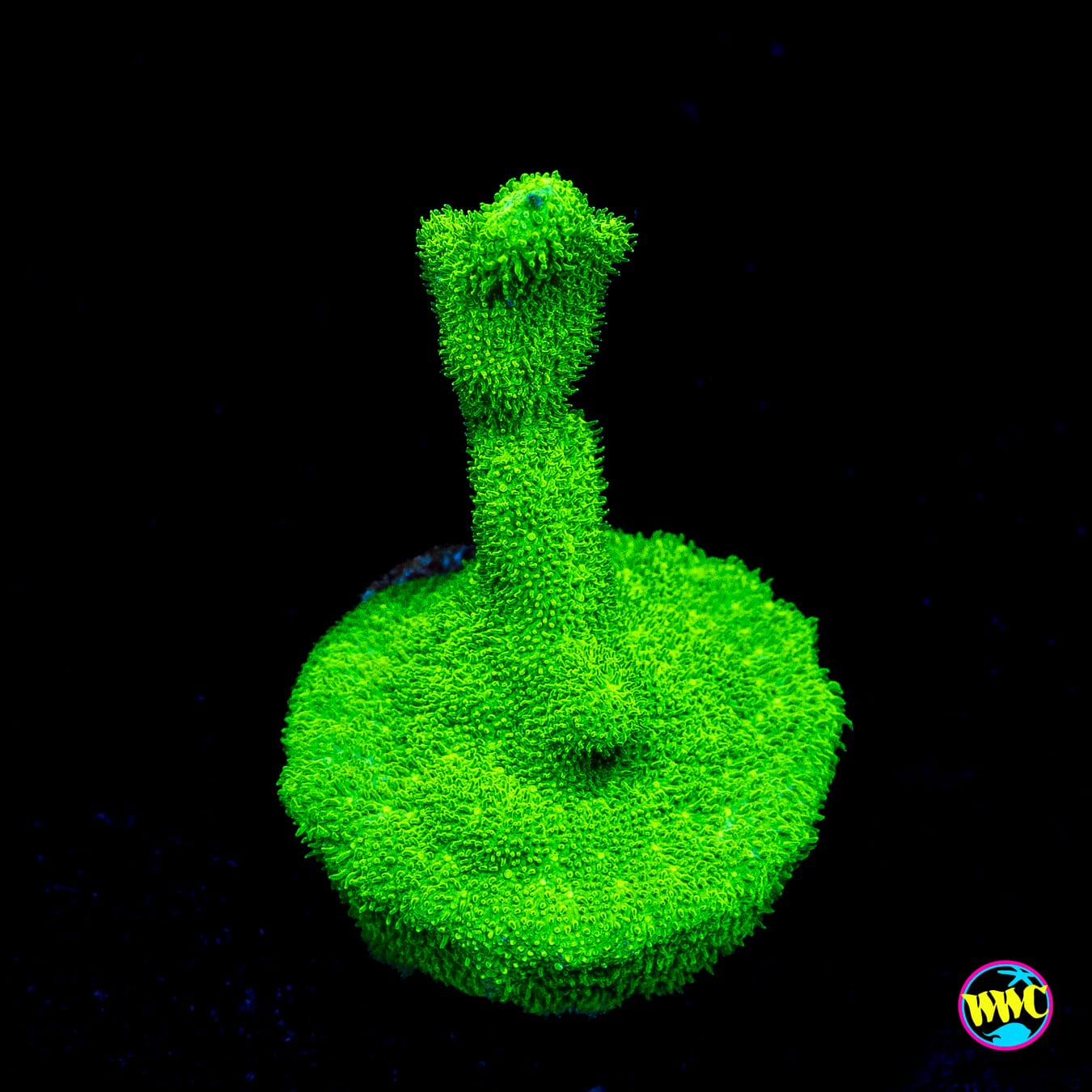 ORA Kelly Green Branching Psammocora