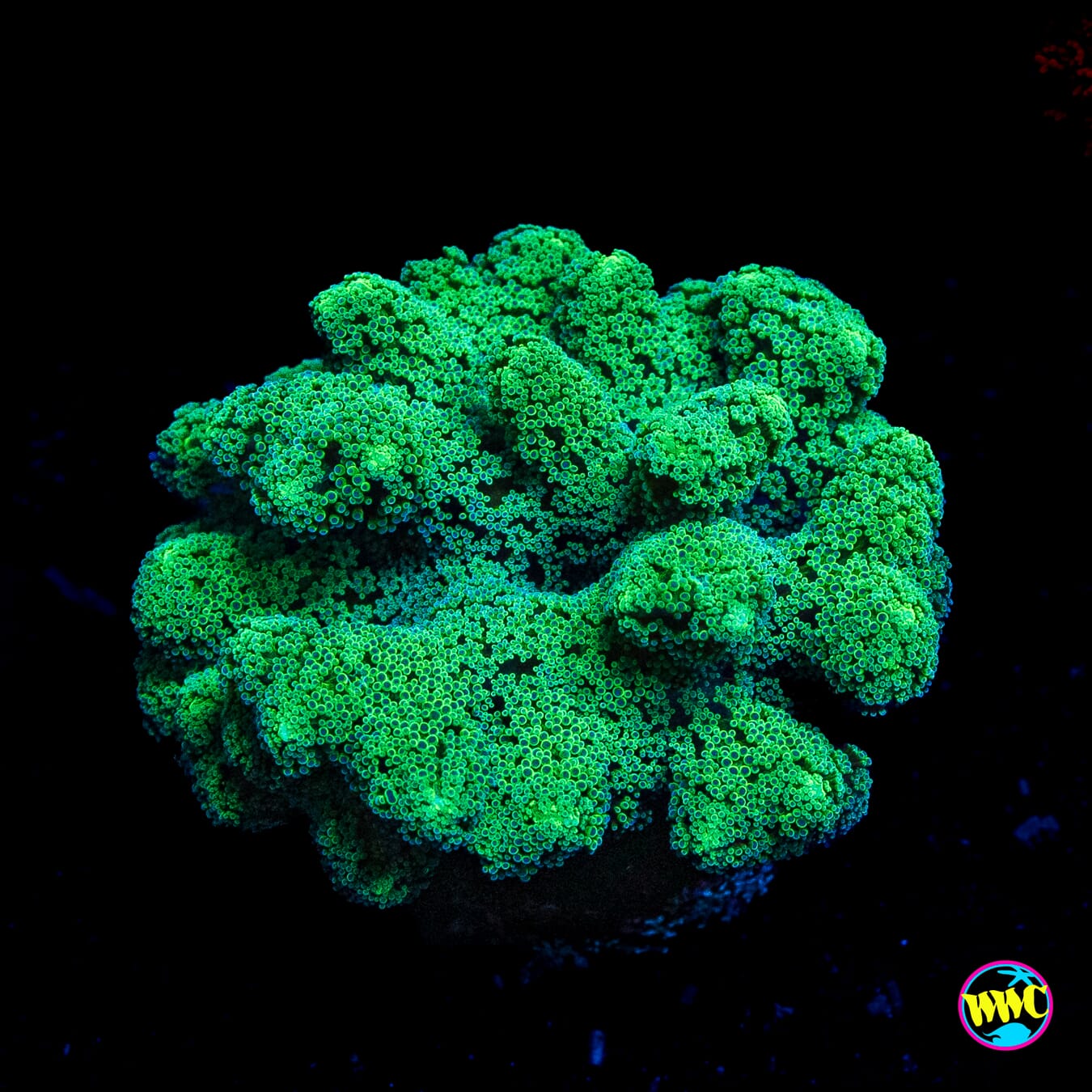 WWC Green Birdsnest