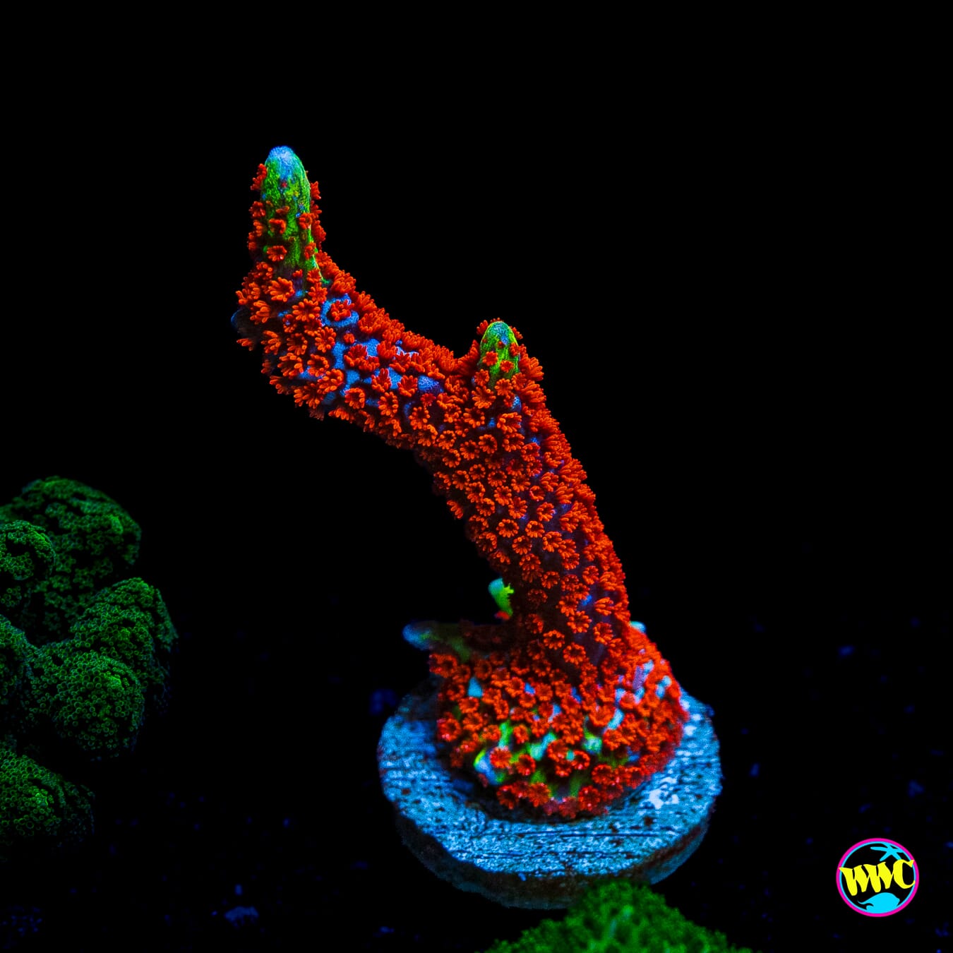 Bubblegum Digitata Montipora