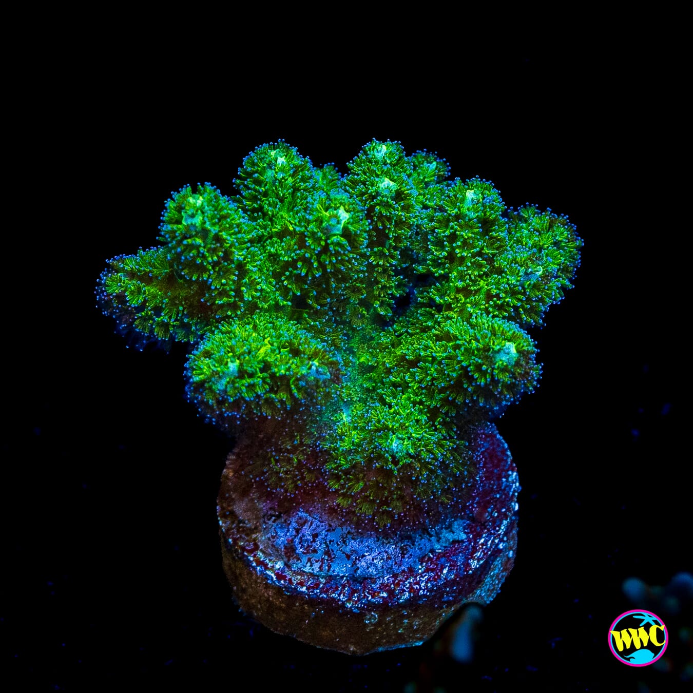 WWC Fantasy Island Birdsnest