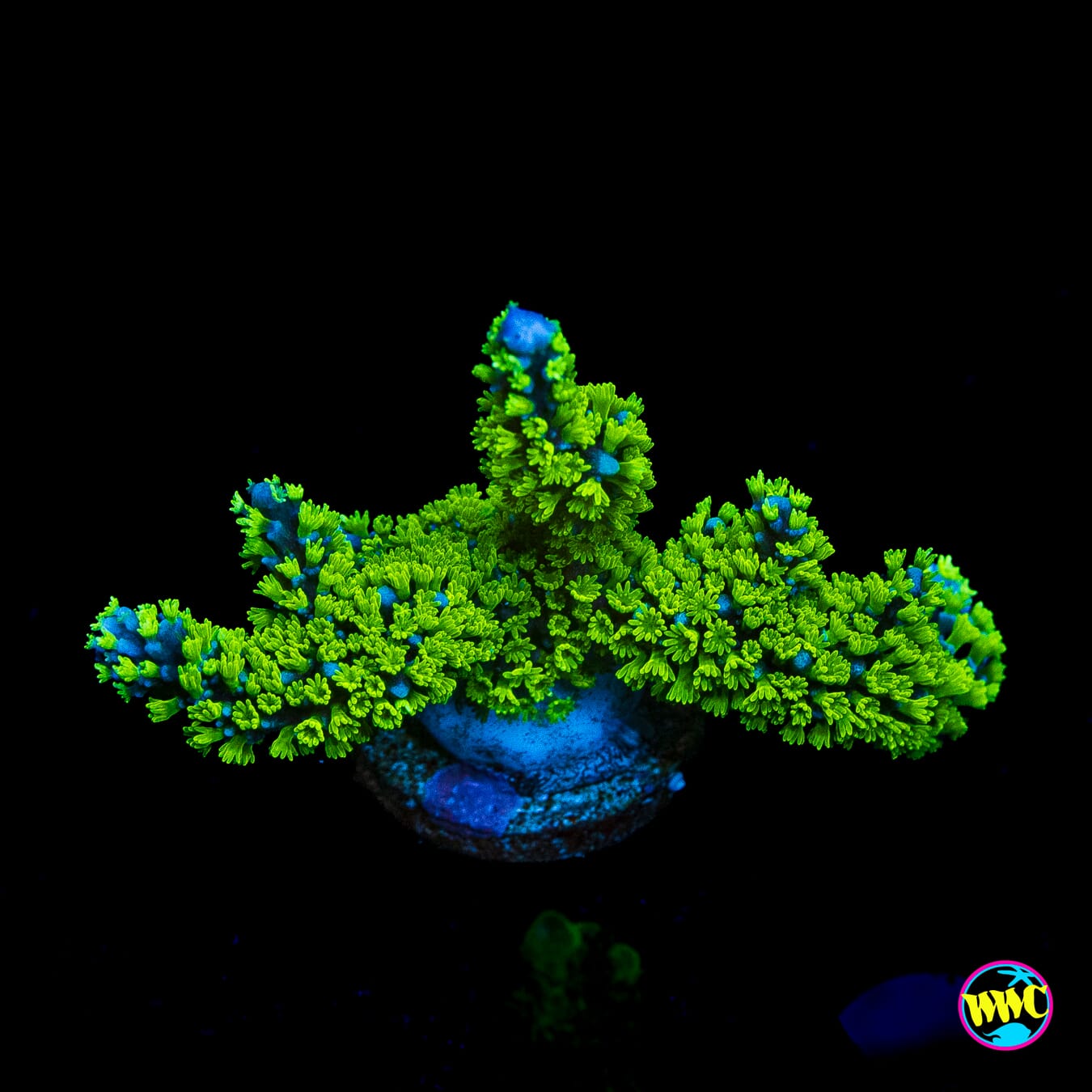 Tubbs Stellata Montipora