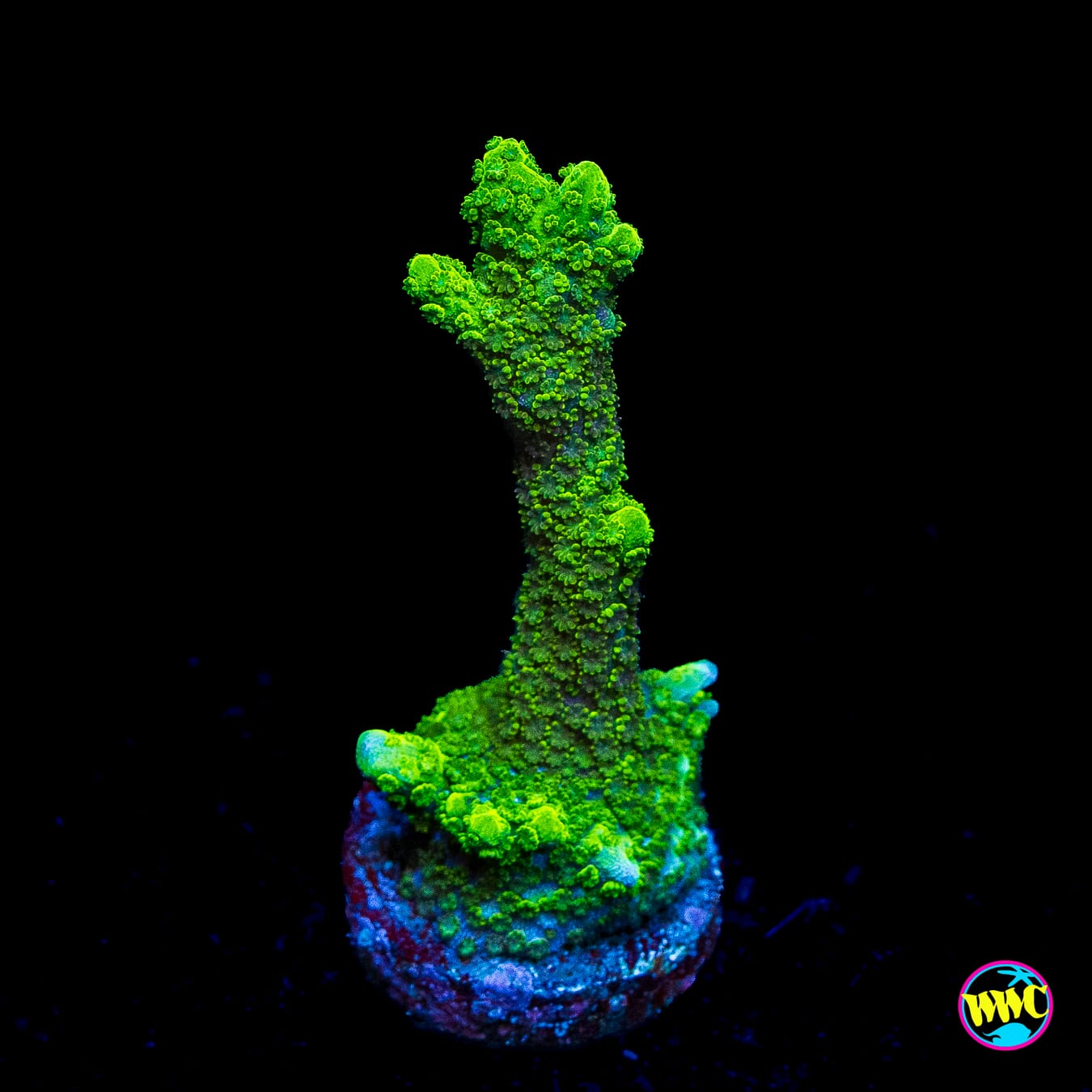 Green Digitata Montipora