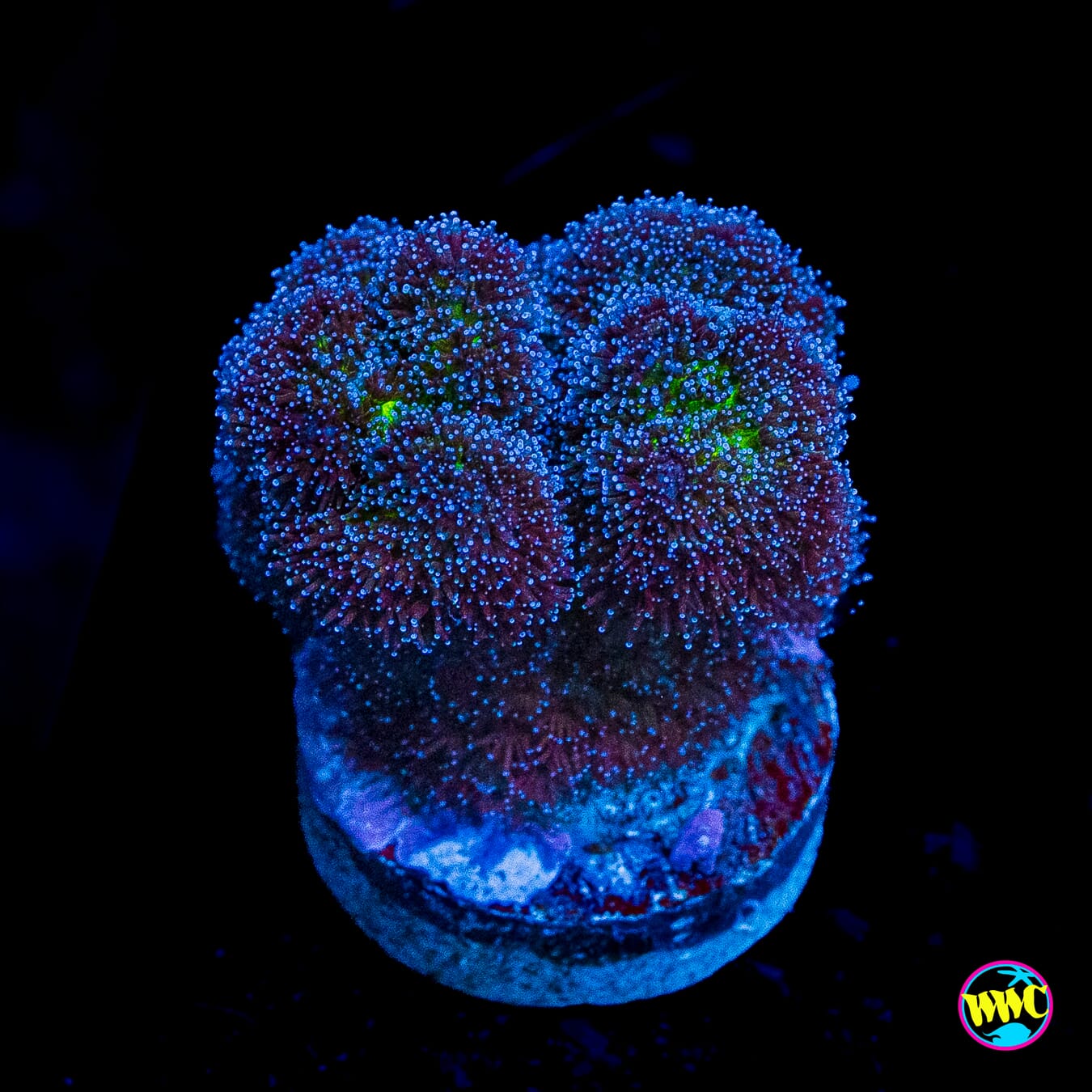WWC Rainbow Pocillopora