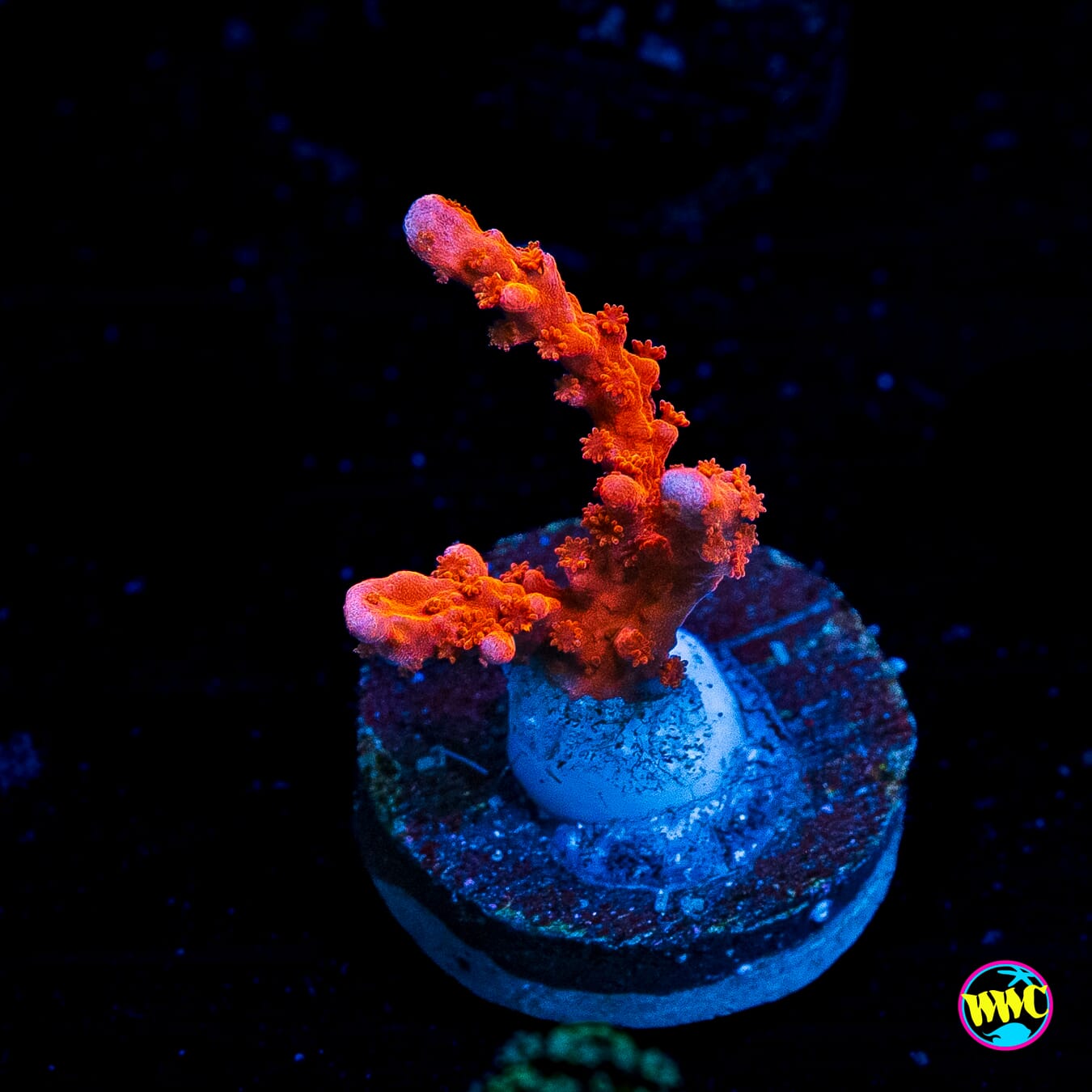 Jason Fox Fire Starter Montipora
