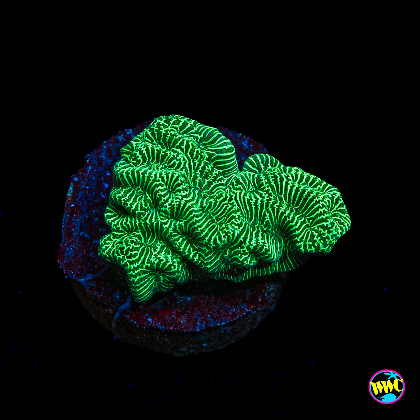 WWC Hulk Leptoseris