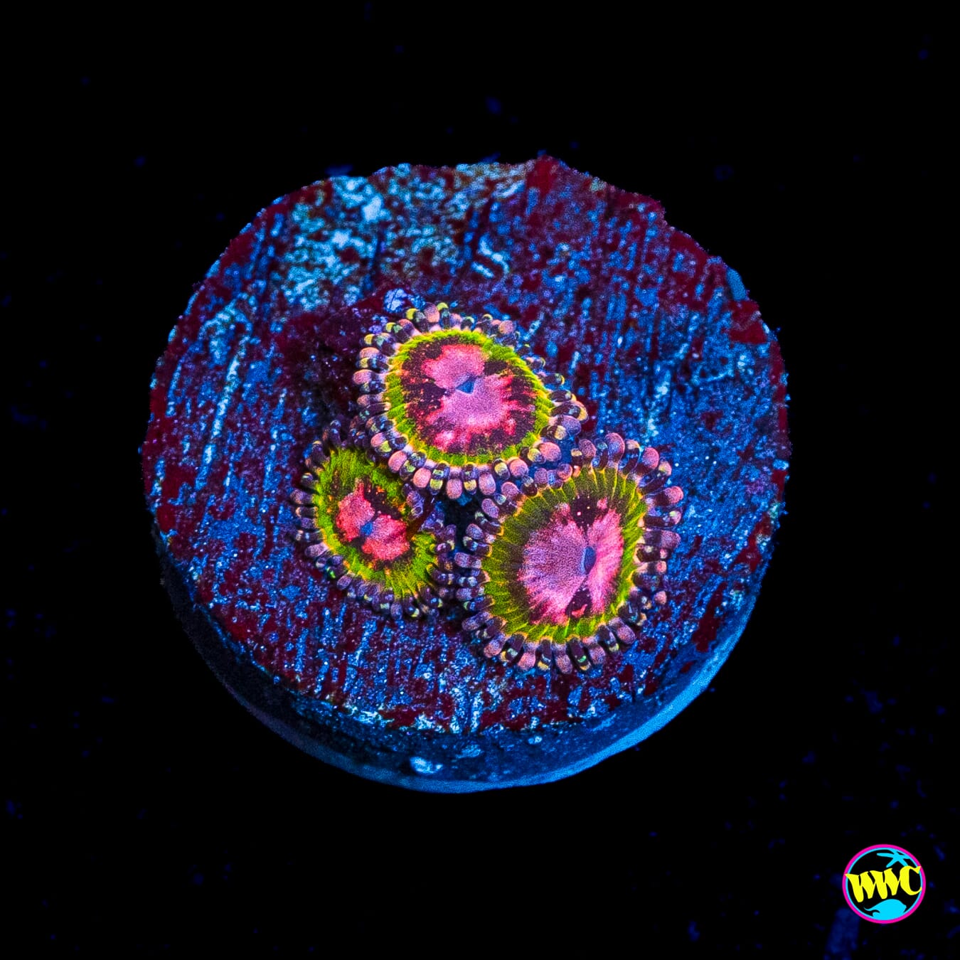 WWC Pink Krakatoa Zoanthids