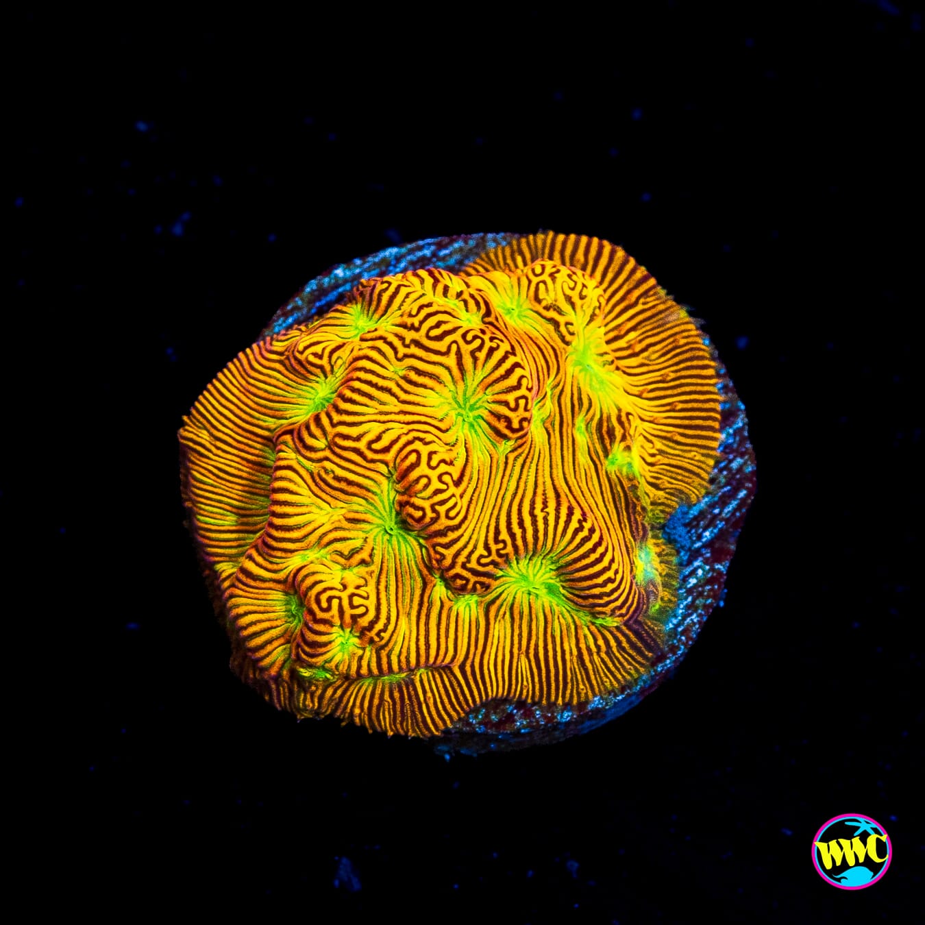 Jason Fox Jack-O-Lantern Leptoseris