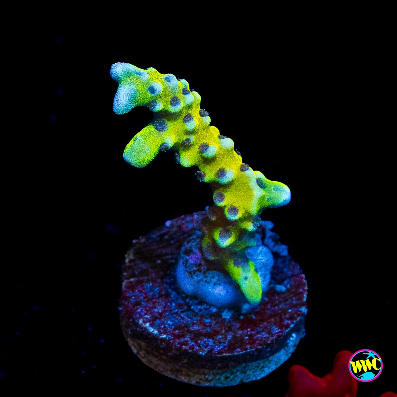 Golden Rod Grafted Anacropora