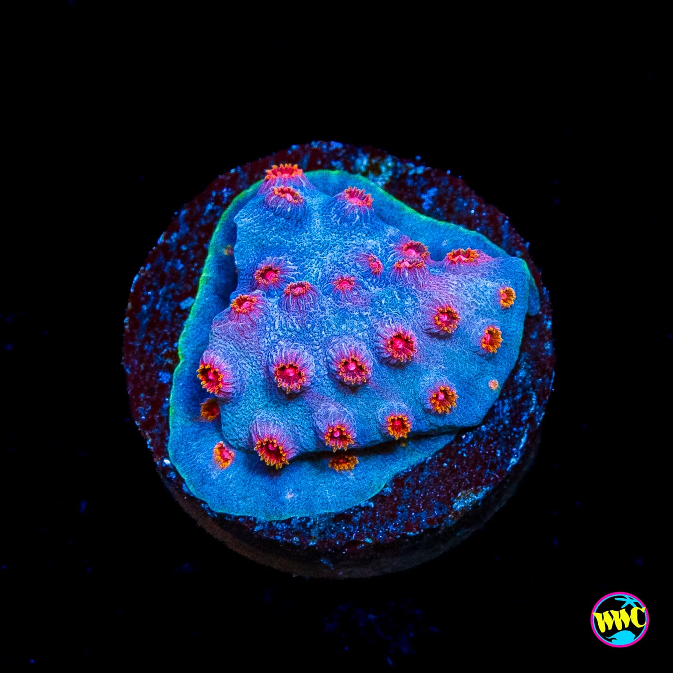 WWC Master Blaster Cyphastrea