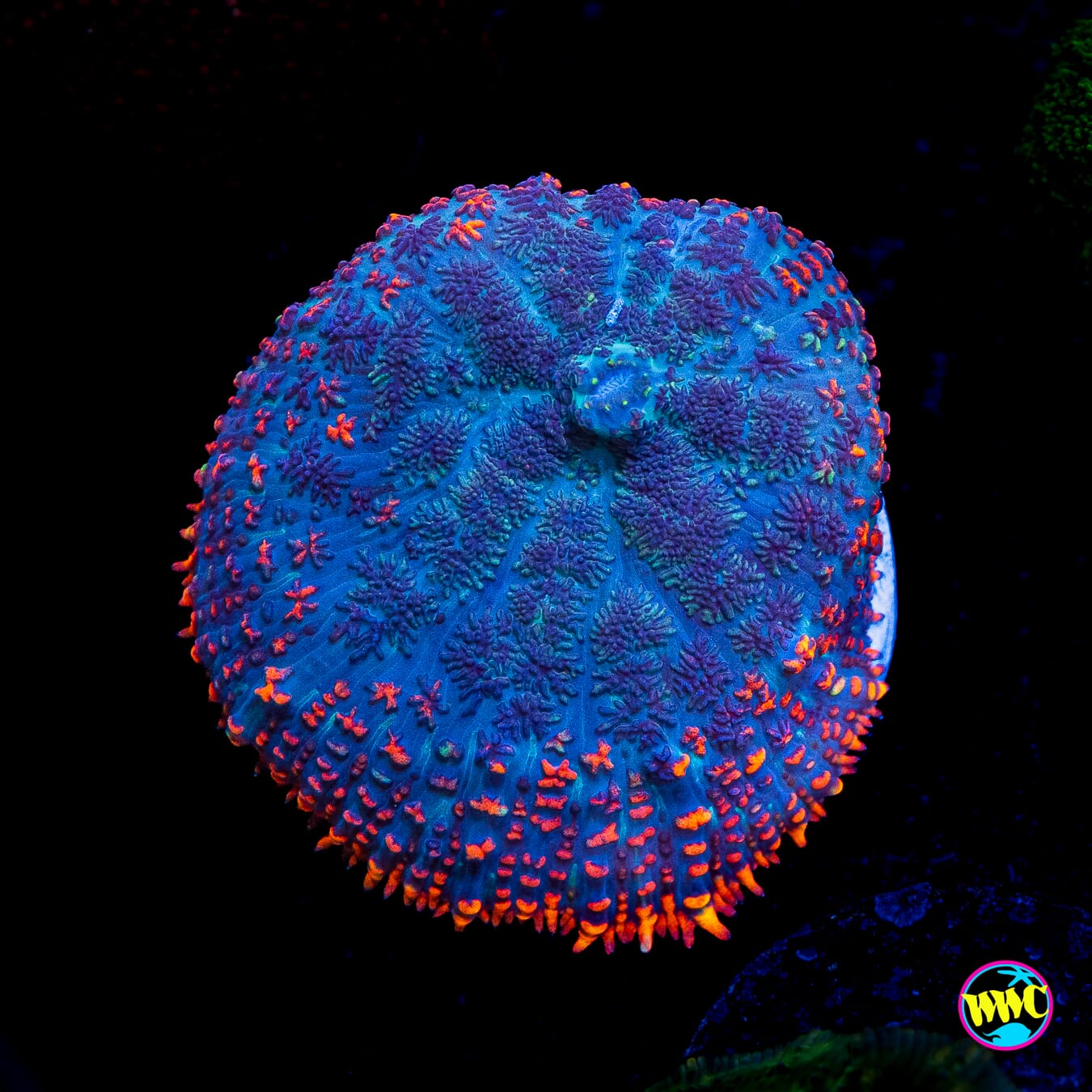 Lava Lash Rhodactis Mushroom