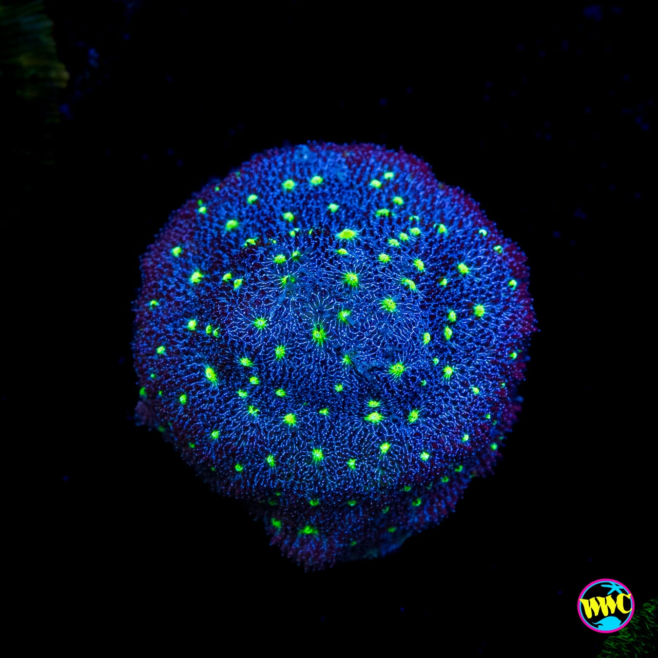 Starry Night Psammocora