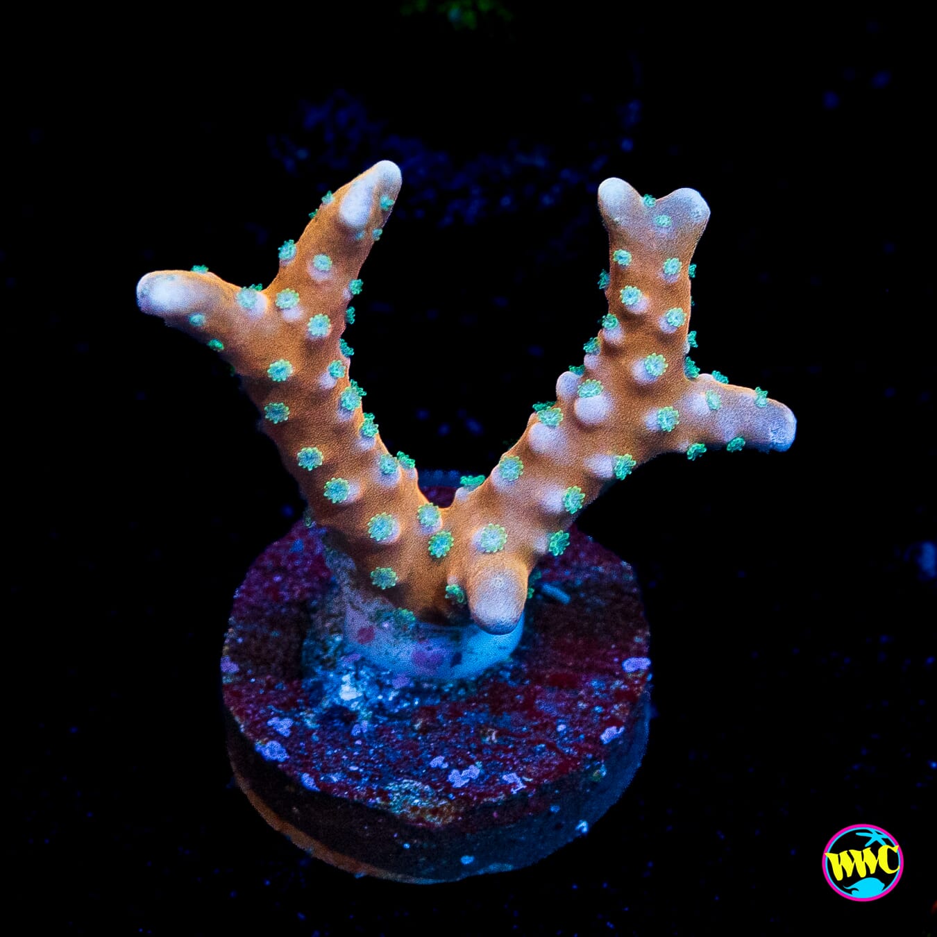 RR Tropicana Anacropora