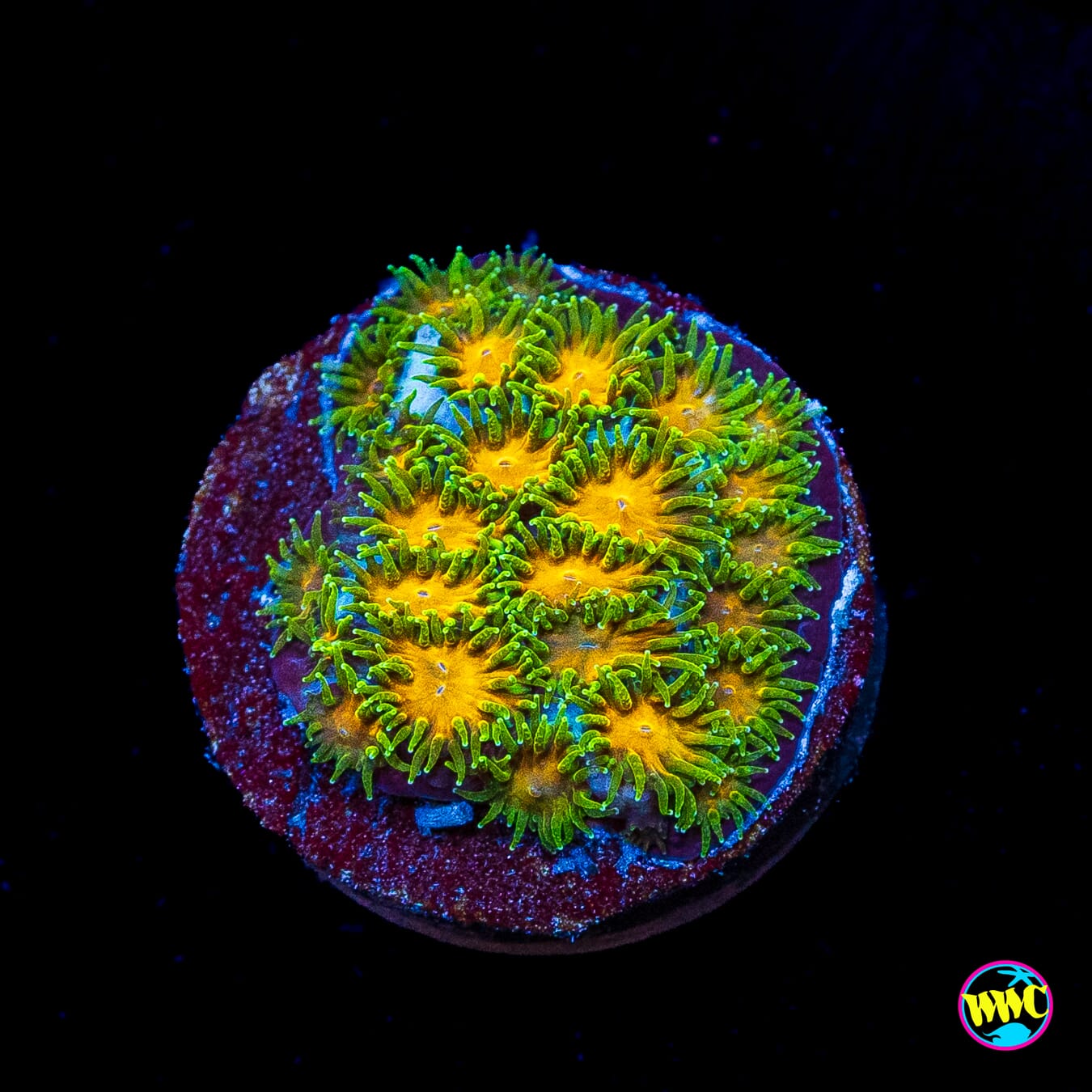 WWC Rogue Leptastrea