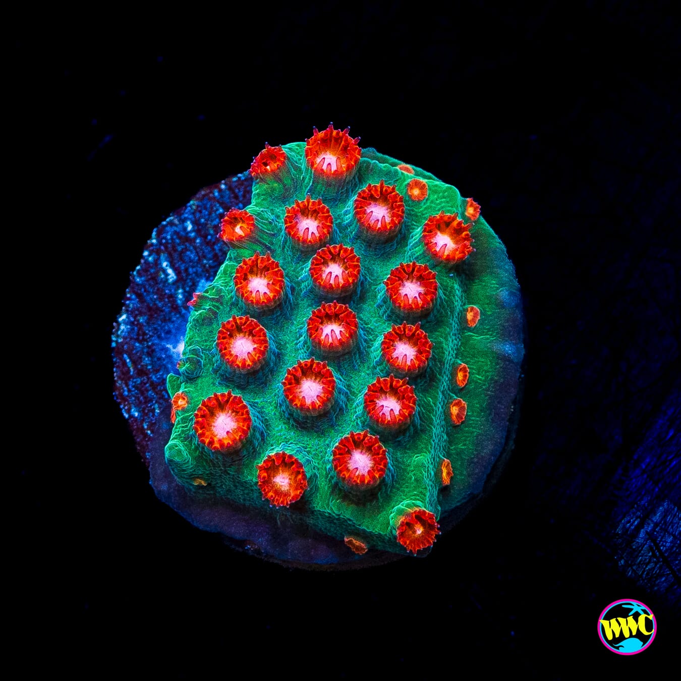 WWC Meteor Shower Cyphastrea