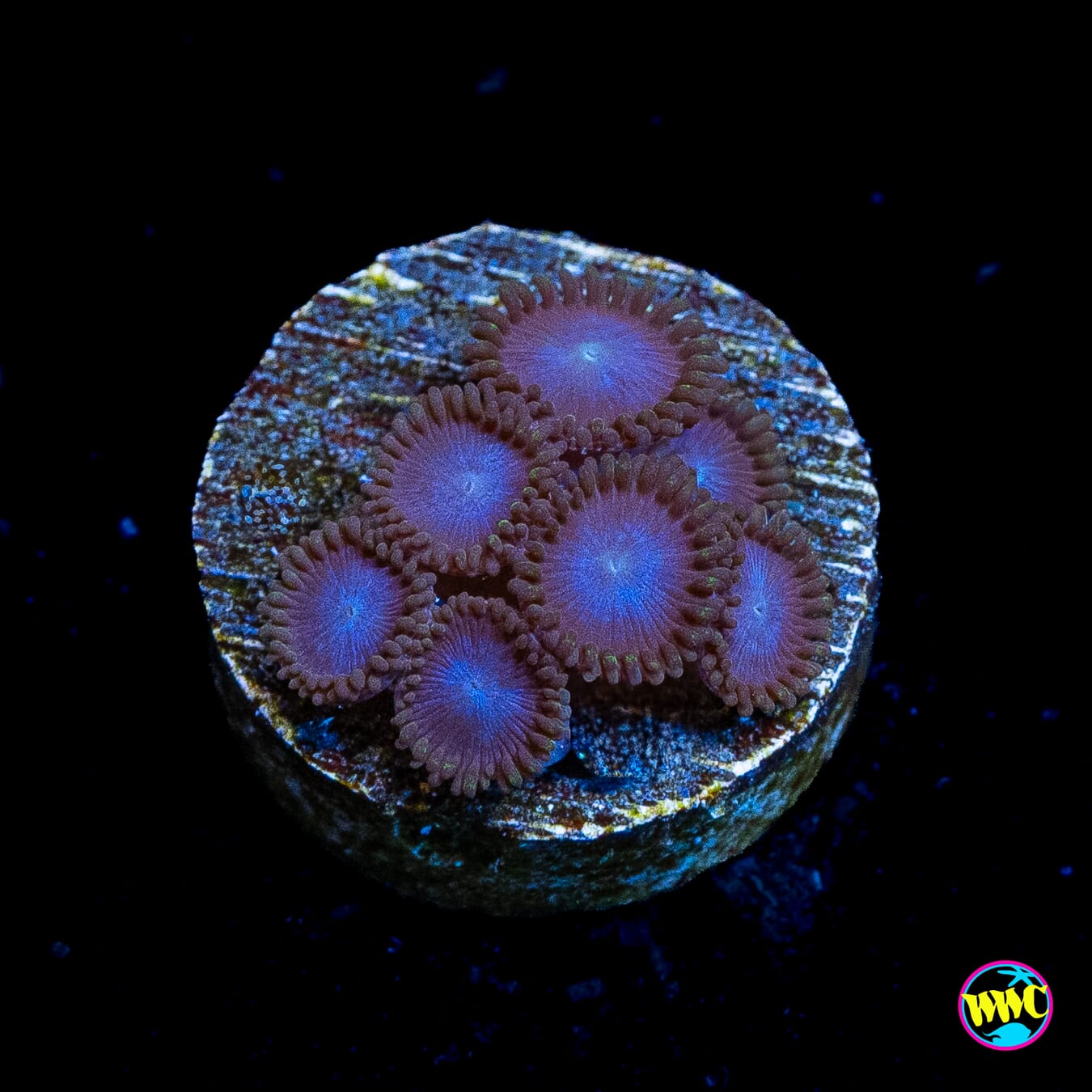 Tubbs Blues Zoanthids