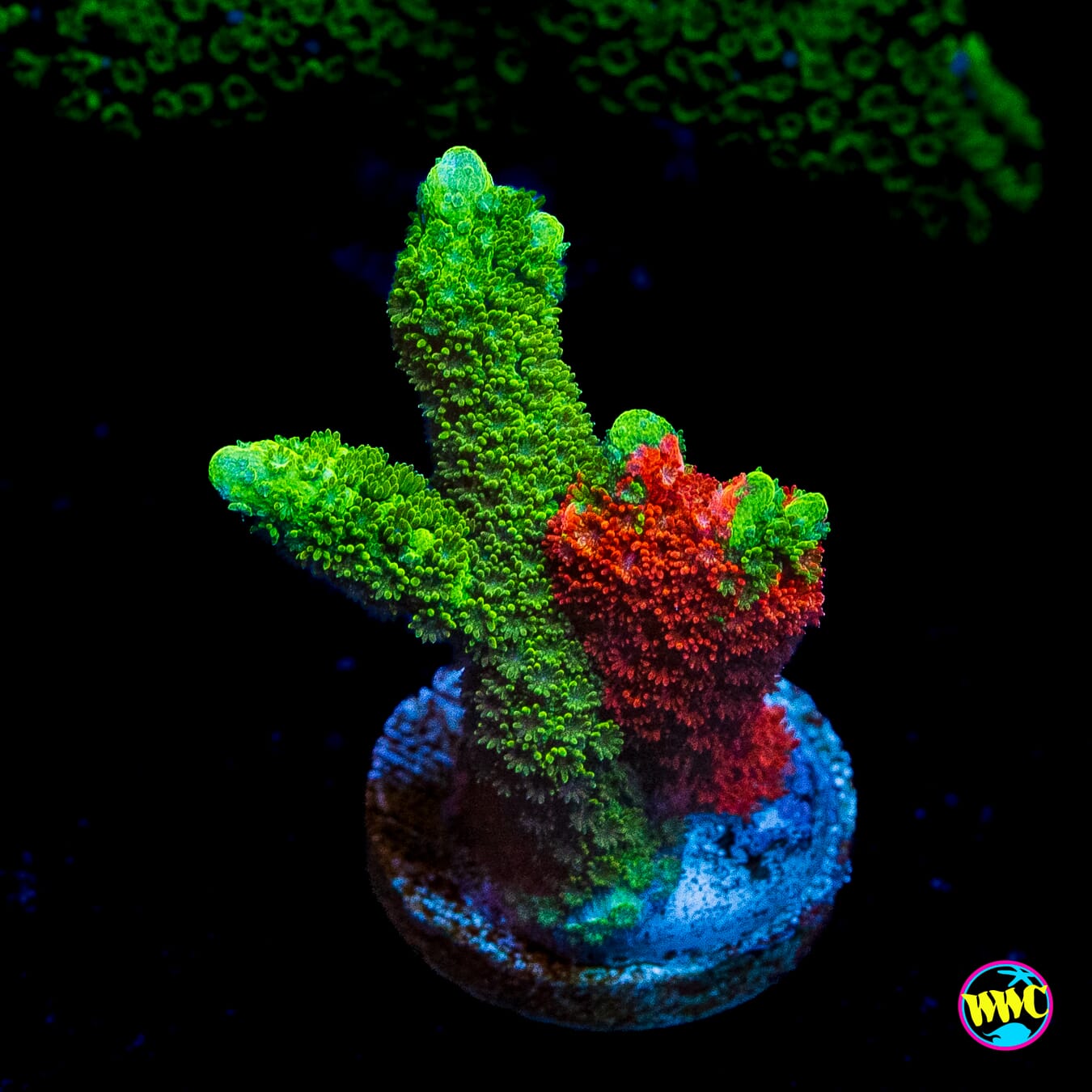 WWC Contraband Grafted Digitata Montipora