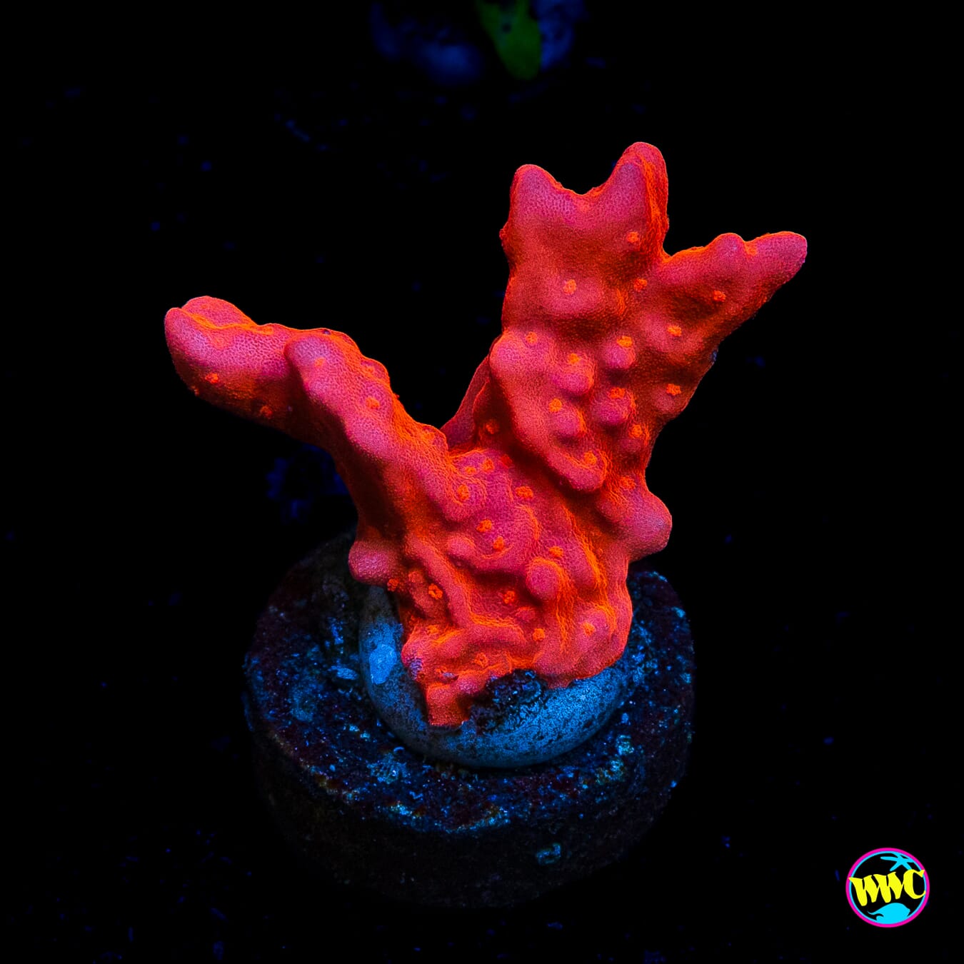 Tyree Orange Setosa Montipora