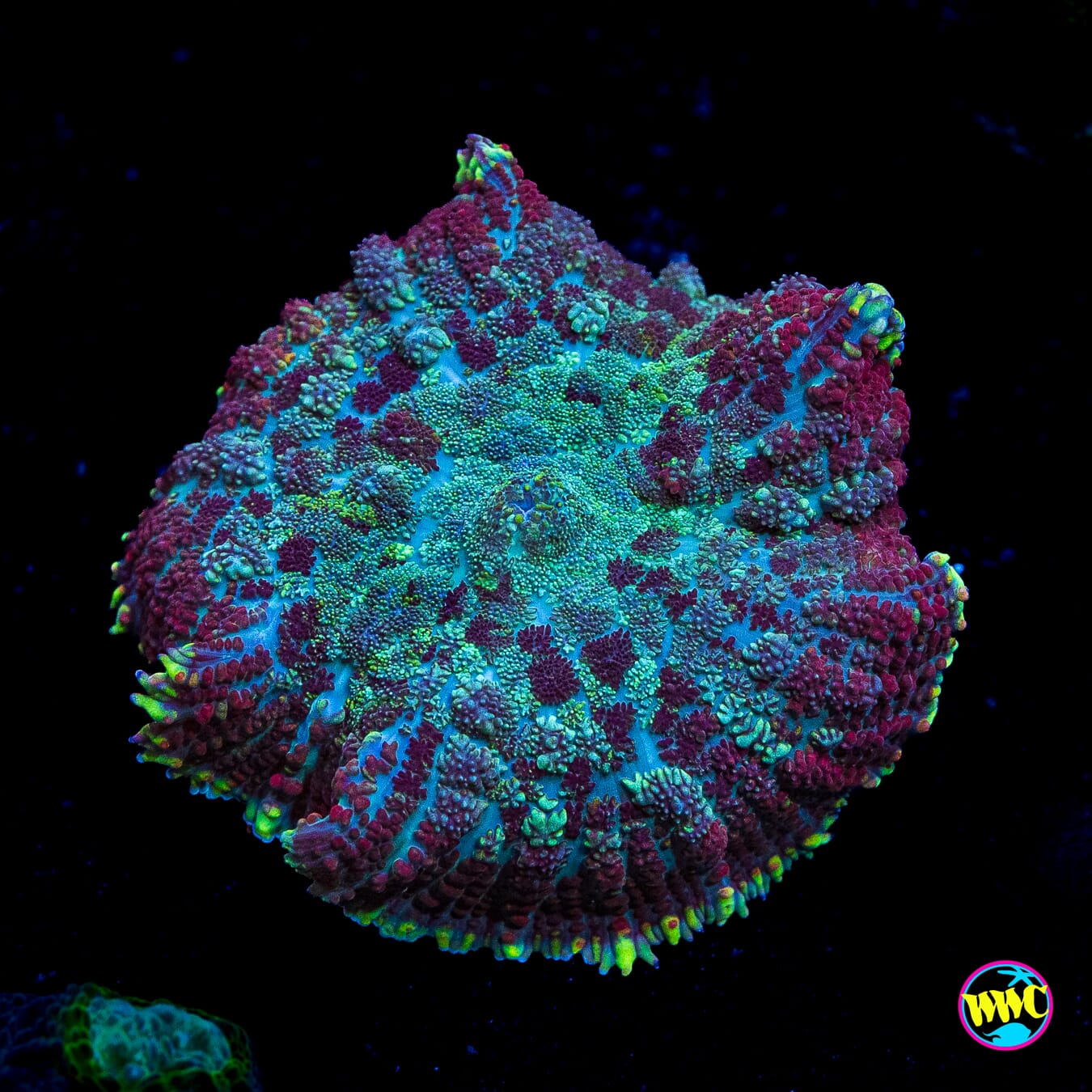 Arctic Circle Rhodactis Mushroom