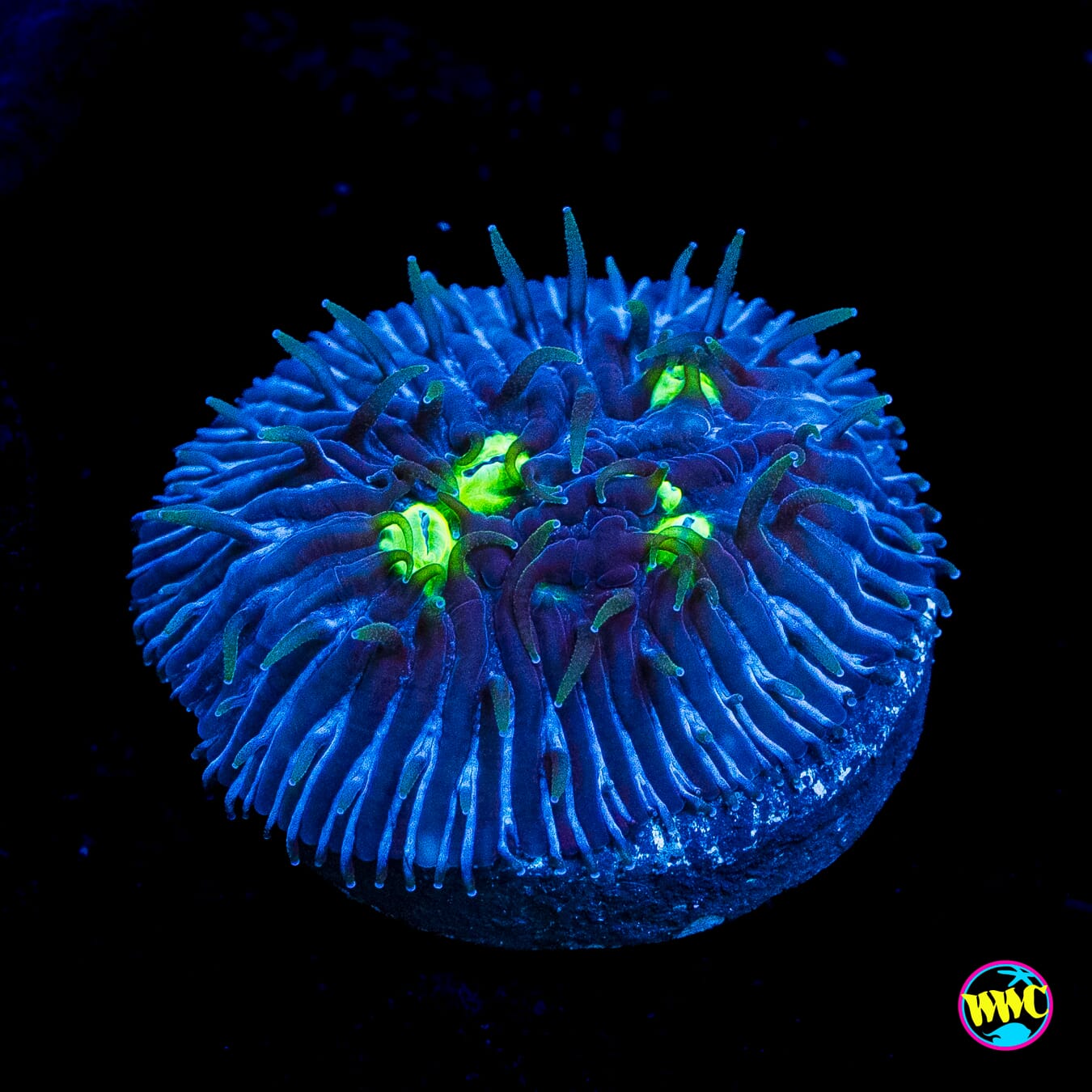 WWC Midnight Lovin Diaseris Plate