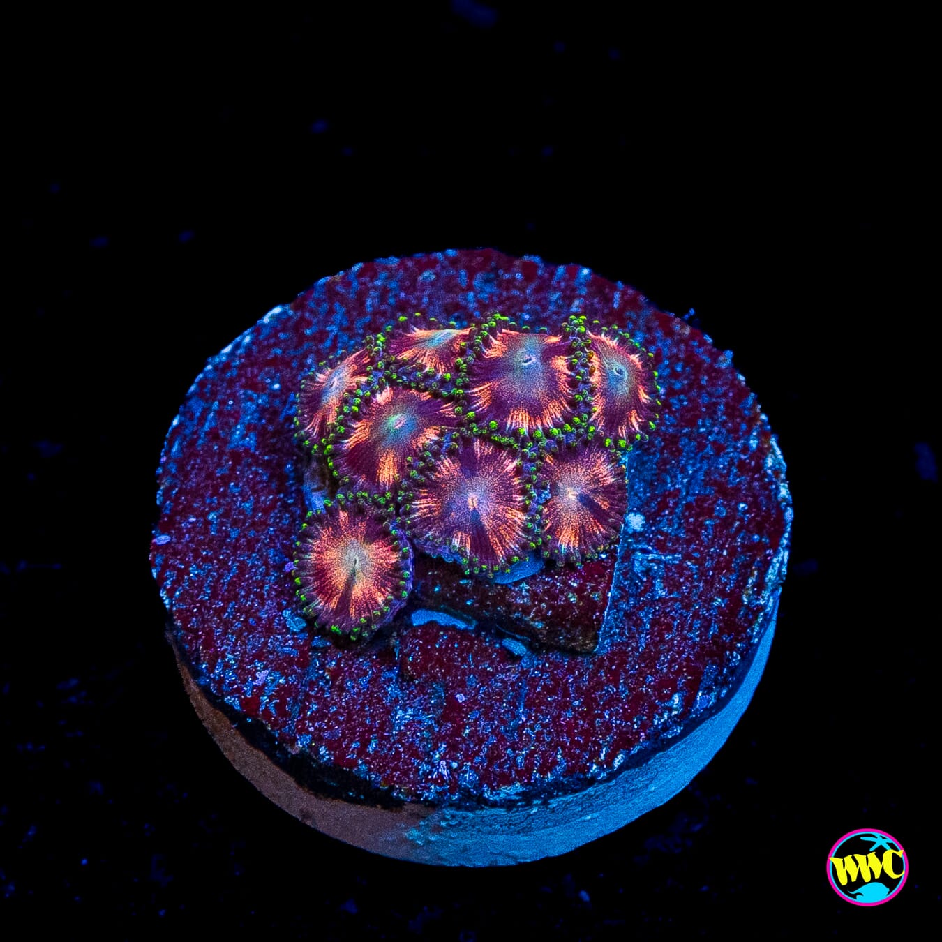 WWC Candy Stripe Zoanthids
