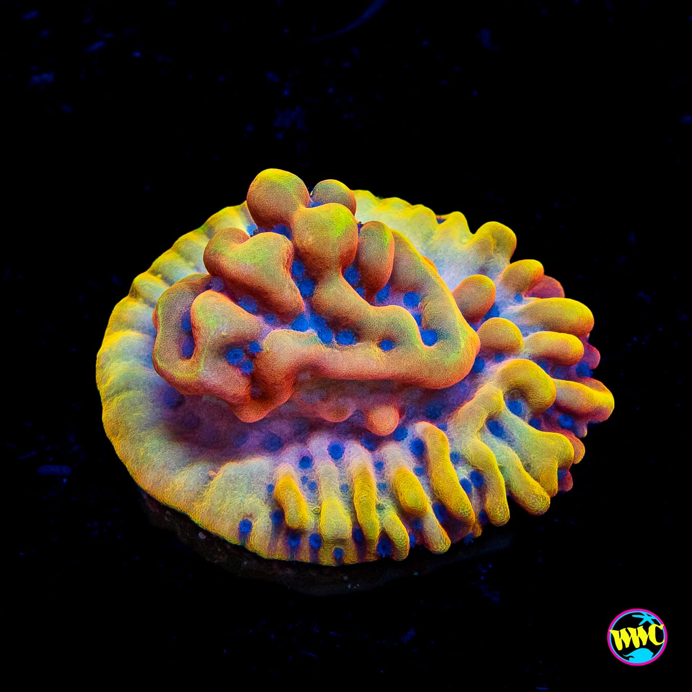 RR Crazy T Montipora