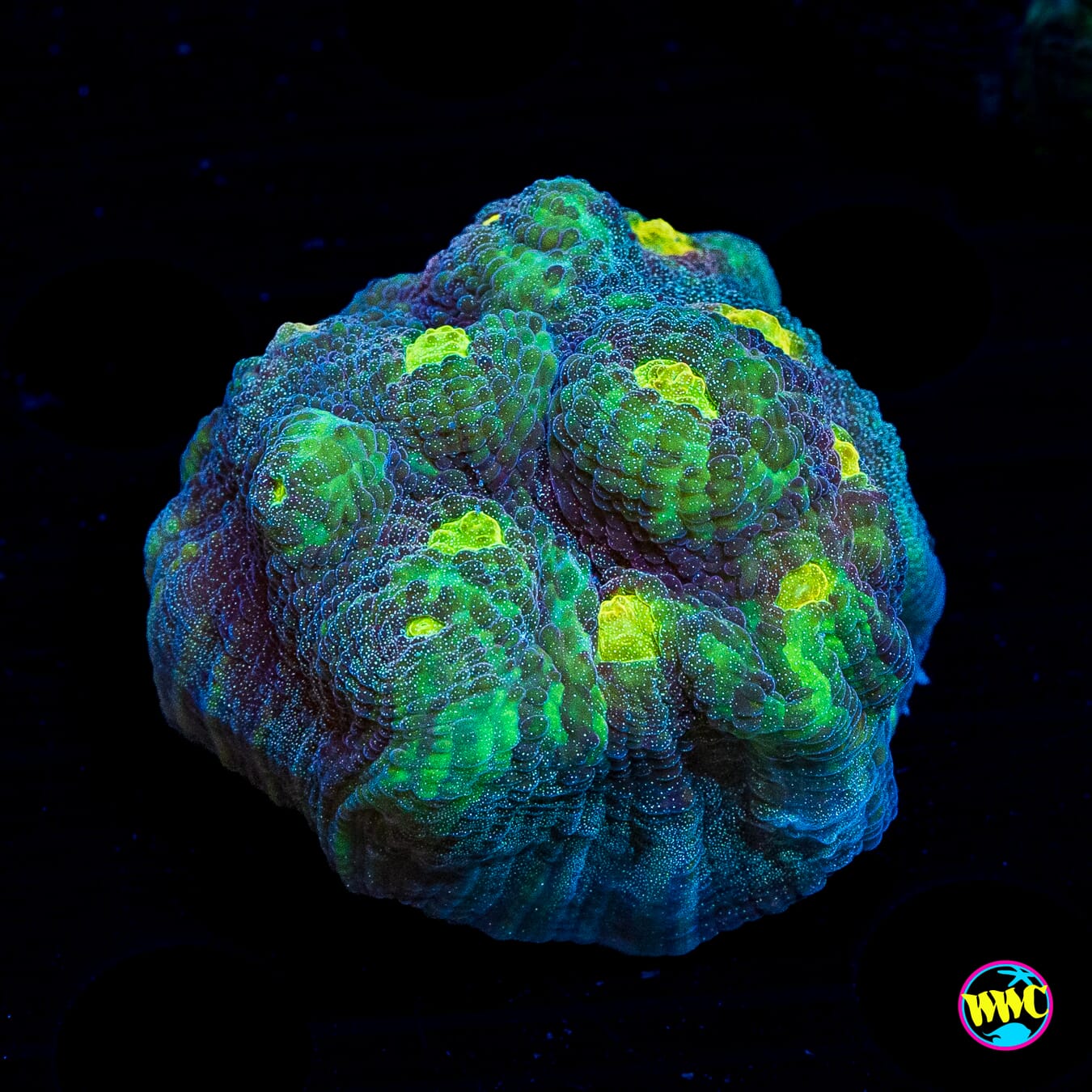 WWC Outer Orbit Mycedium Chalice