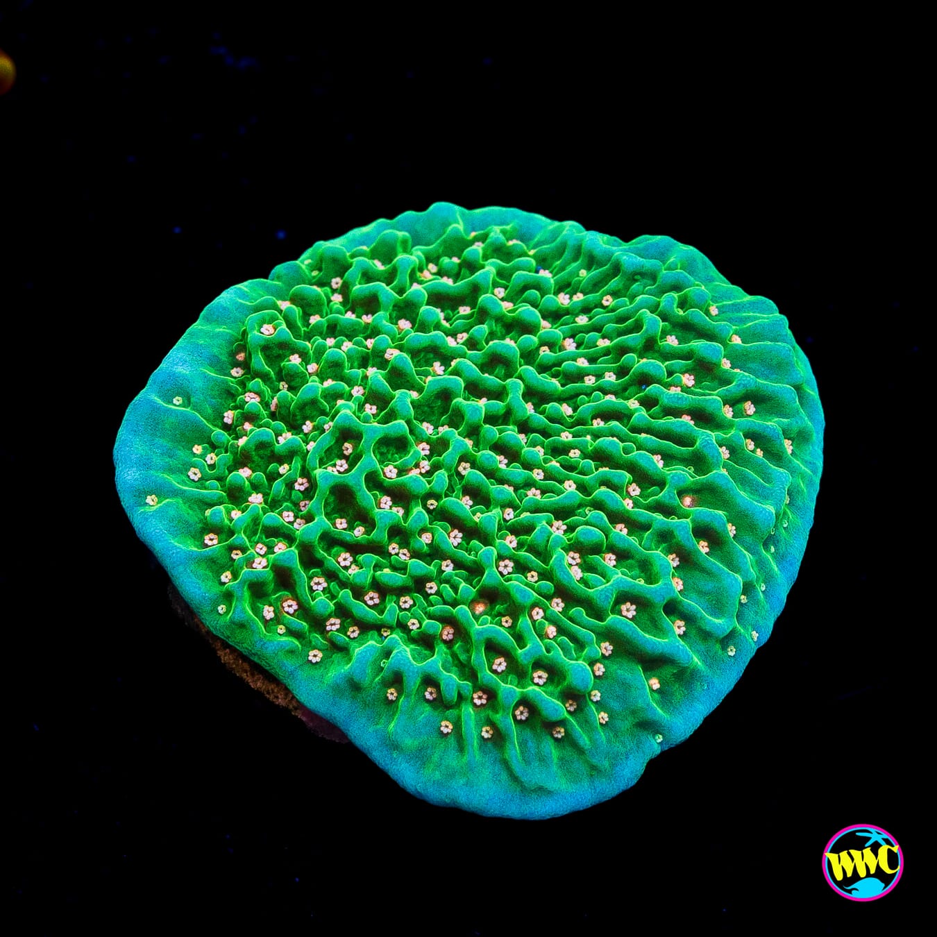 Green Eggs and Ham Montipora