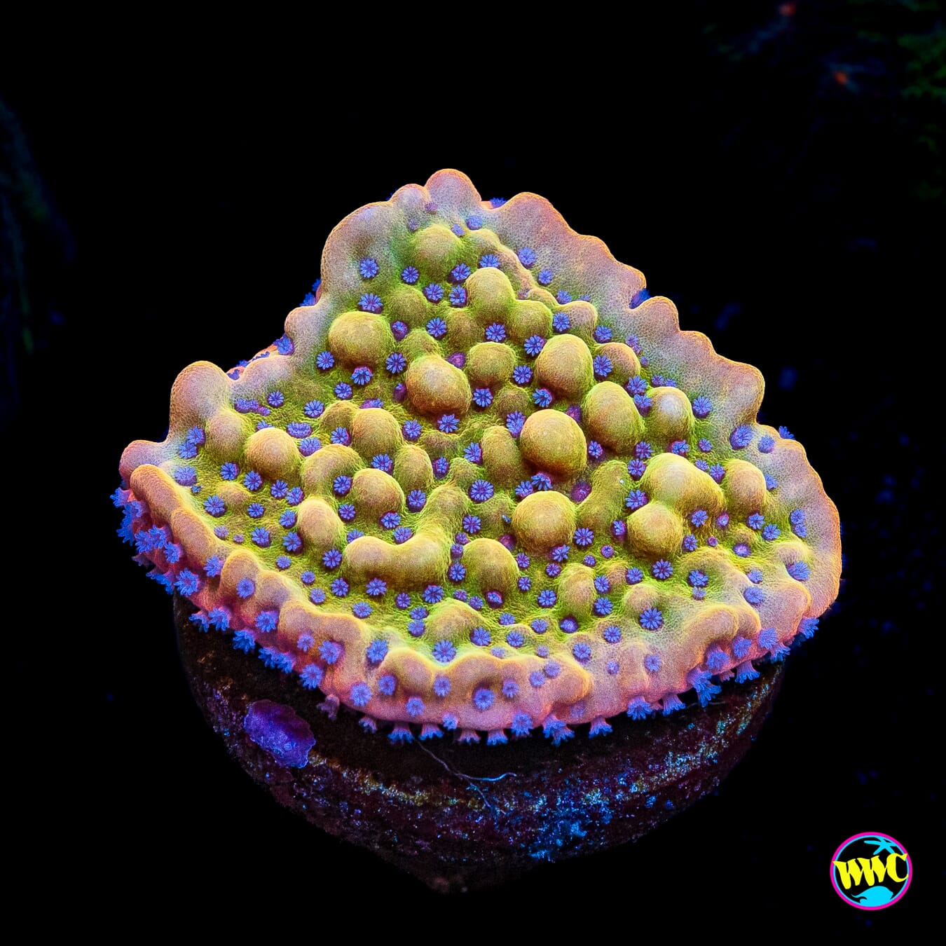 WWC Kung Pow Montipora
