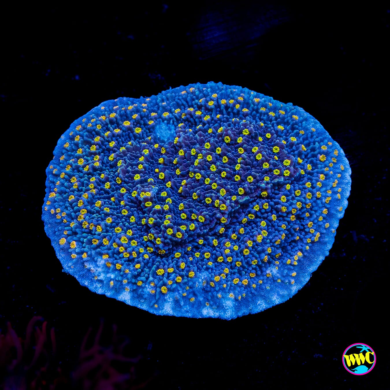 WWC Golden Lantern Montipora