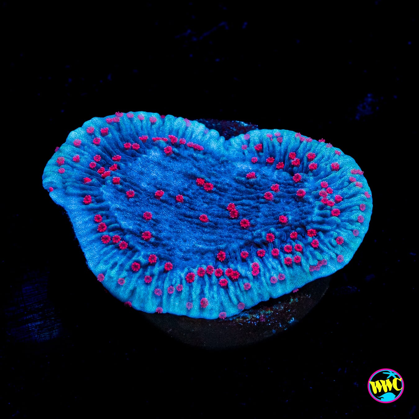 Red Roses Montipora