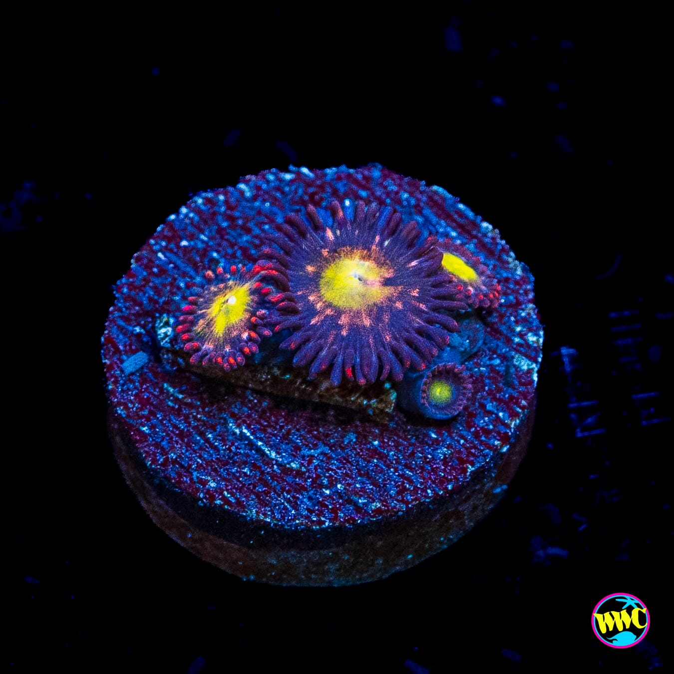 WWC Egg Yolk Zoanthids