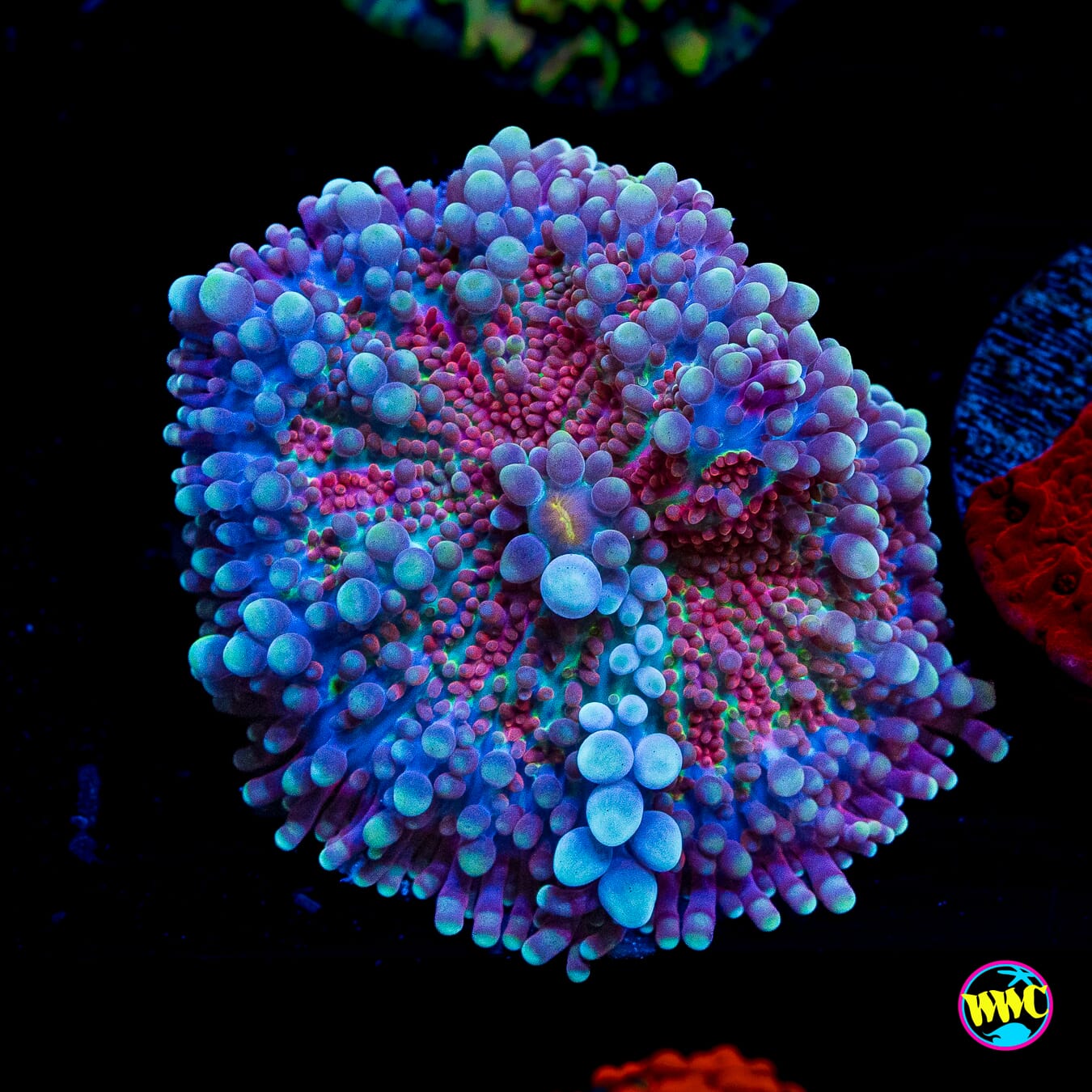 Frosted Nurple Yuma Mushroom