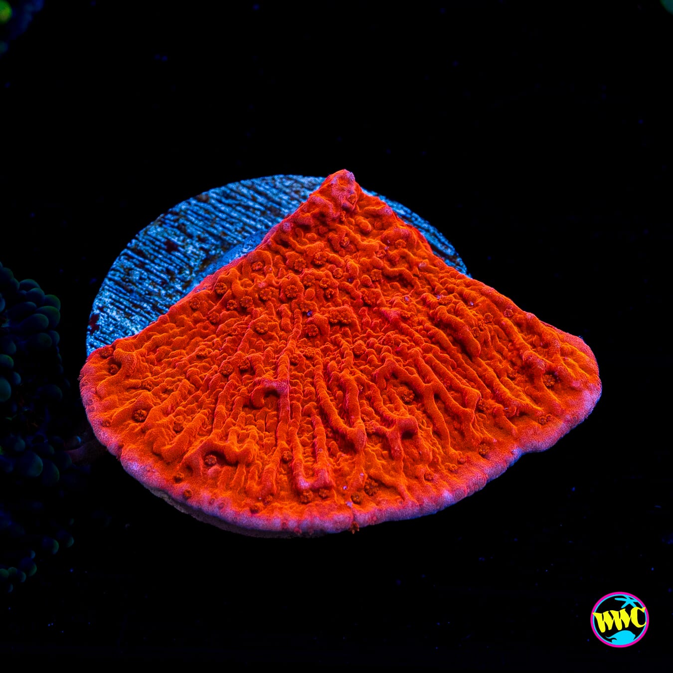 Red Cap Montipora