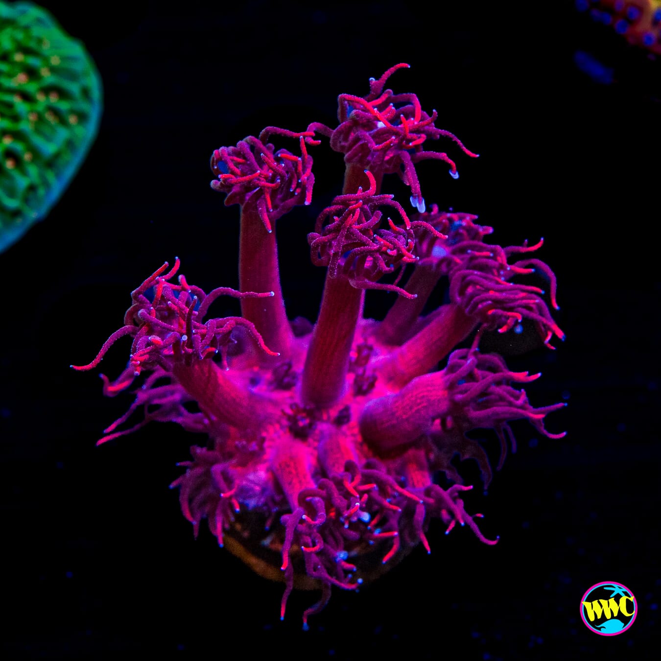 Ruby Red Goniopora