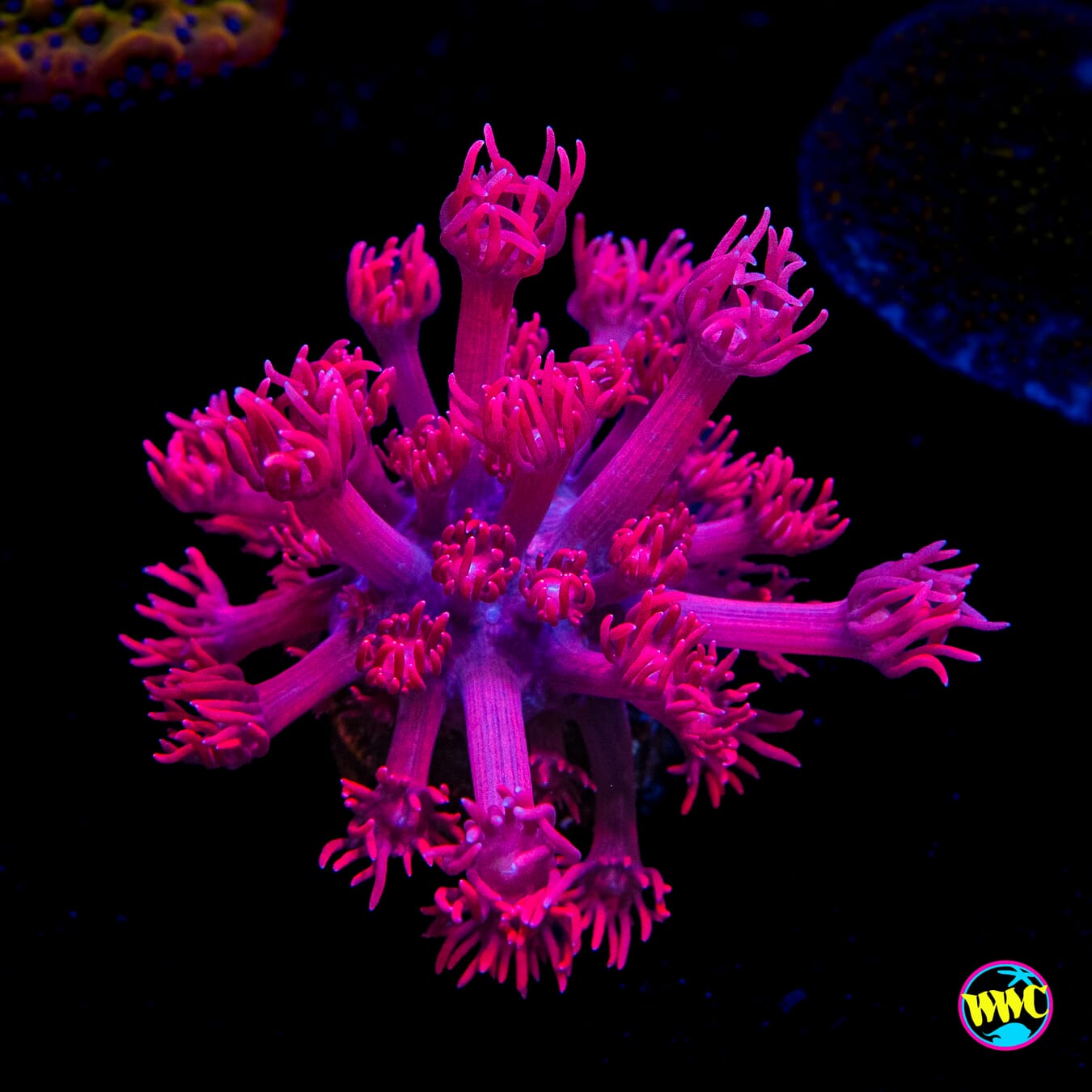 Pretty in Pink Goniopora