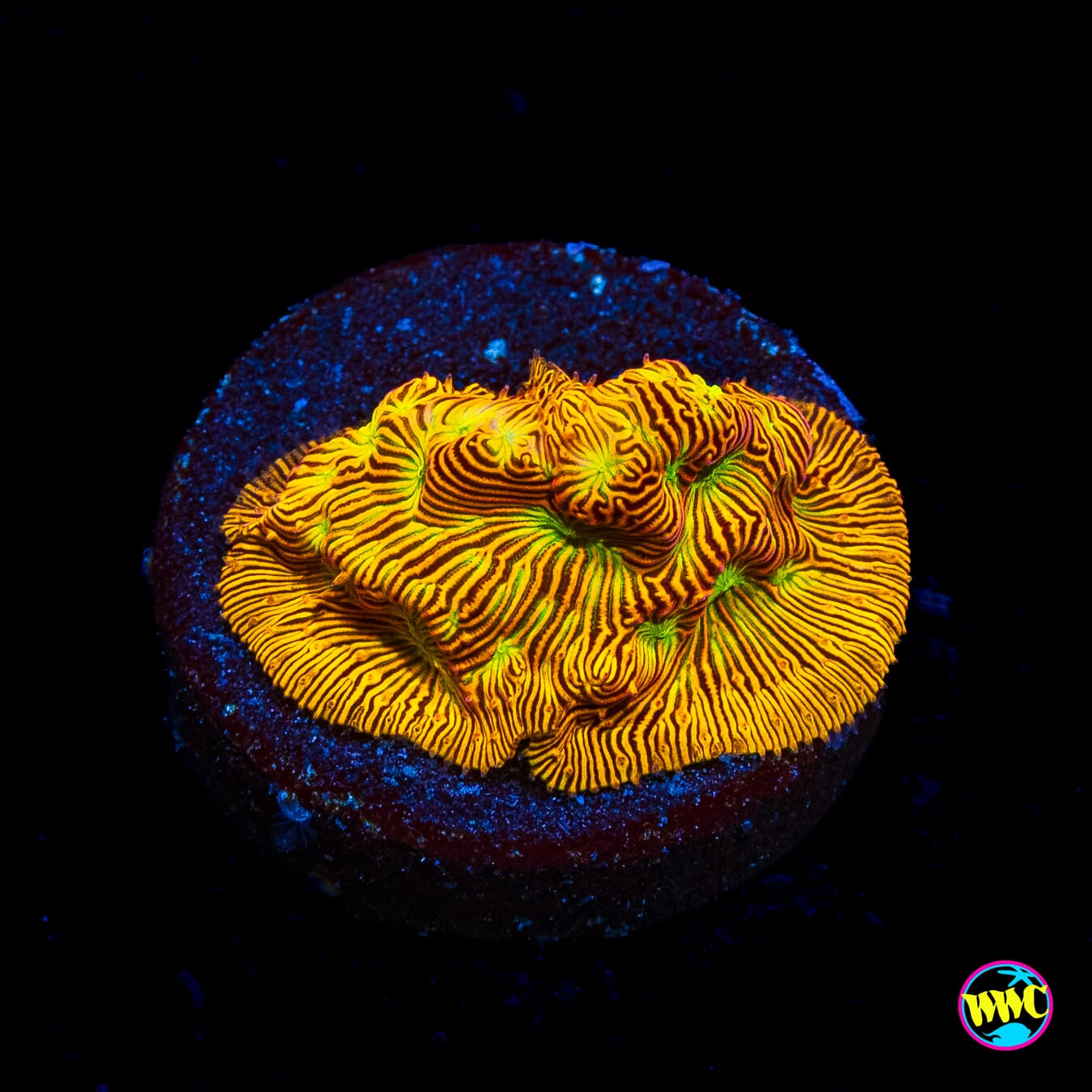 Jason Fox Jack-O-Lantern Leptoseris