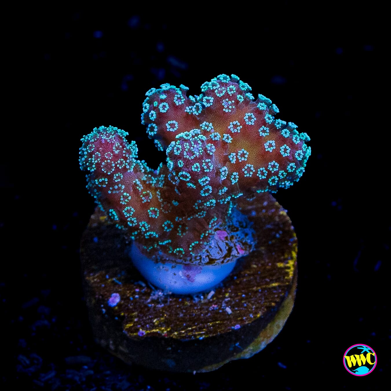 Tyree Rainbow Stylophora