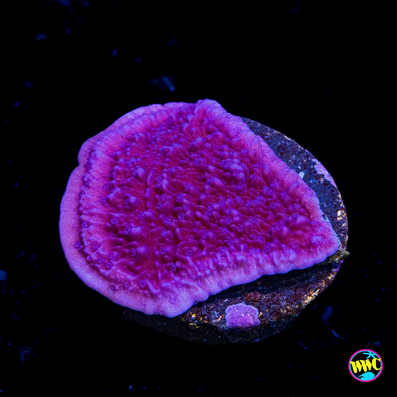 Vivids Purple Cap Montipora