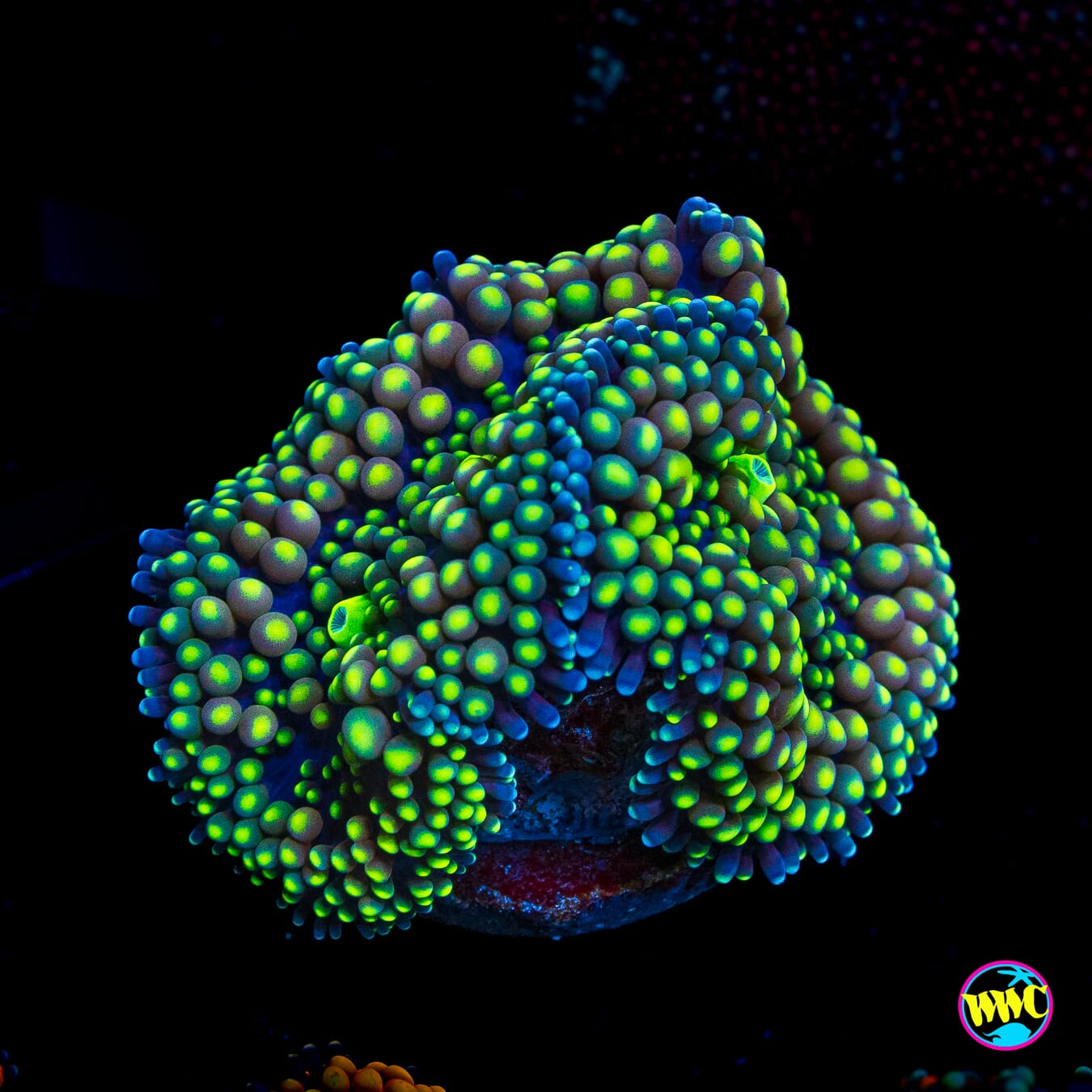 Green Genie Ricordea Mushroom