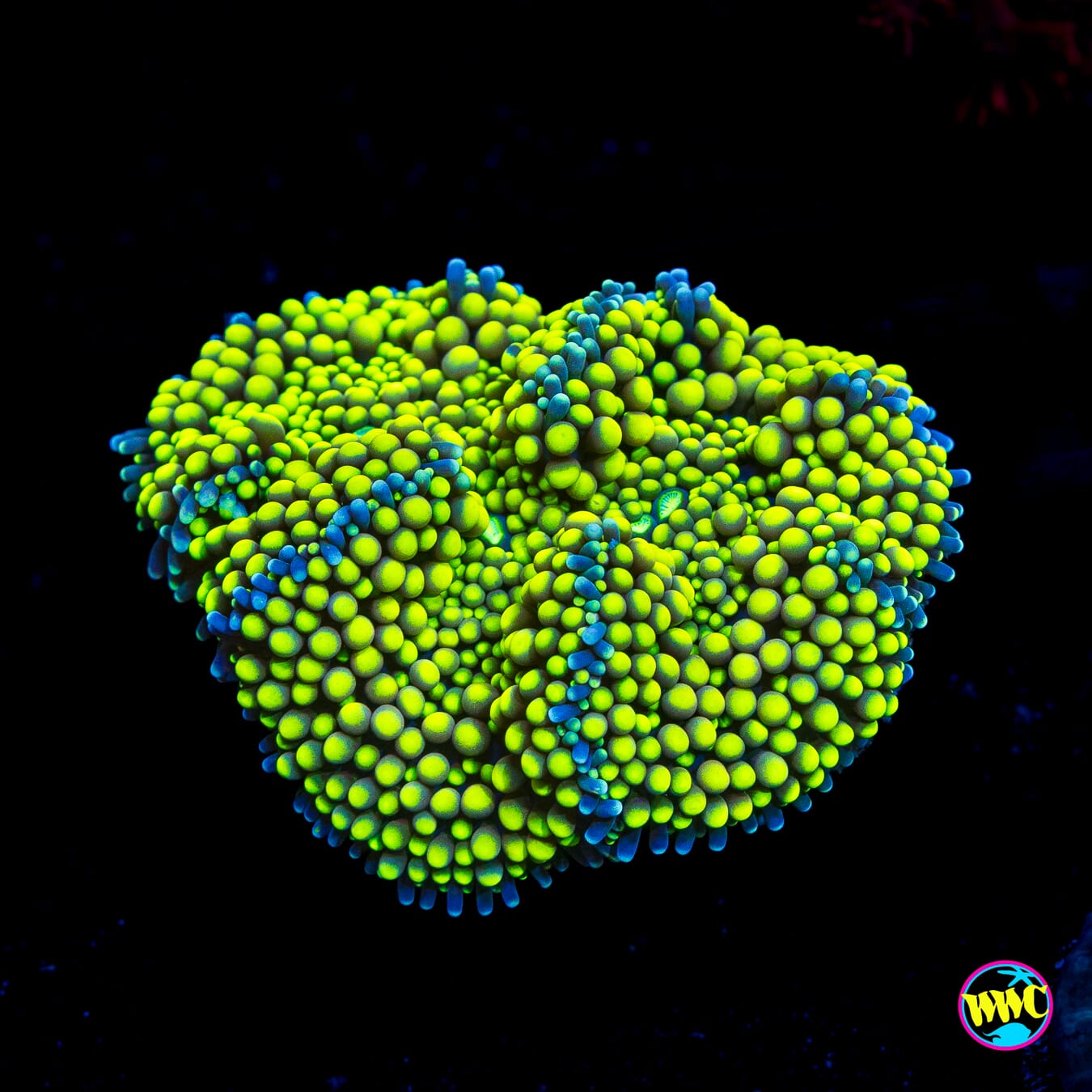 Nuclear Neon Ricordea Mushroom