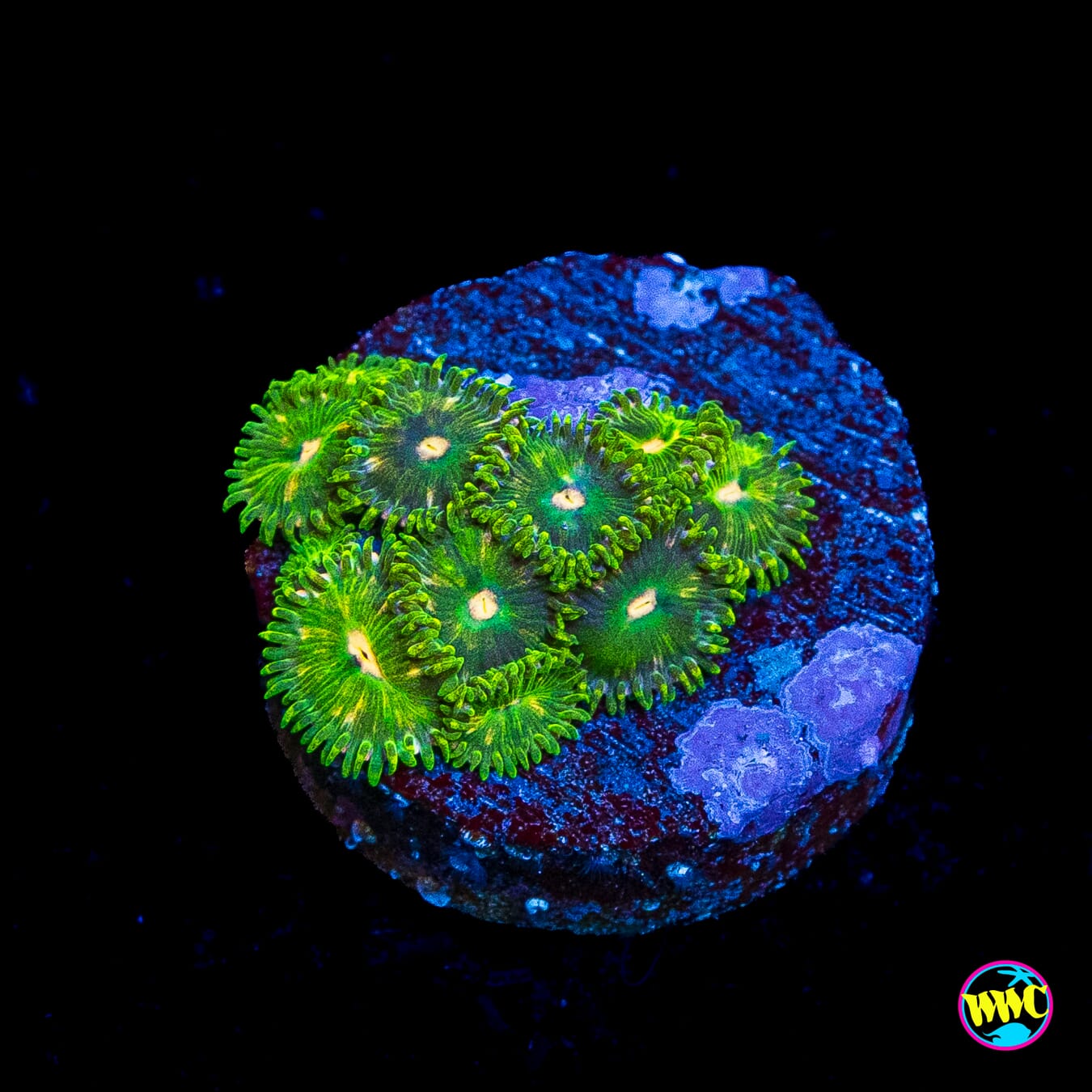WWC Pine Nutz Zoanthids