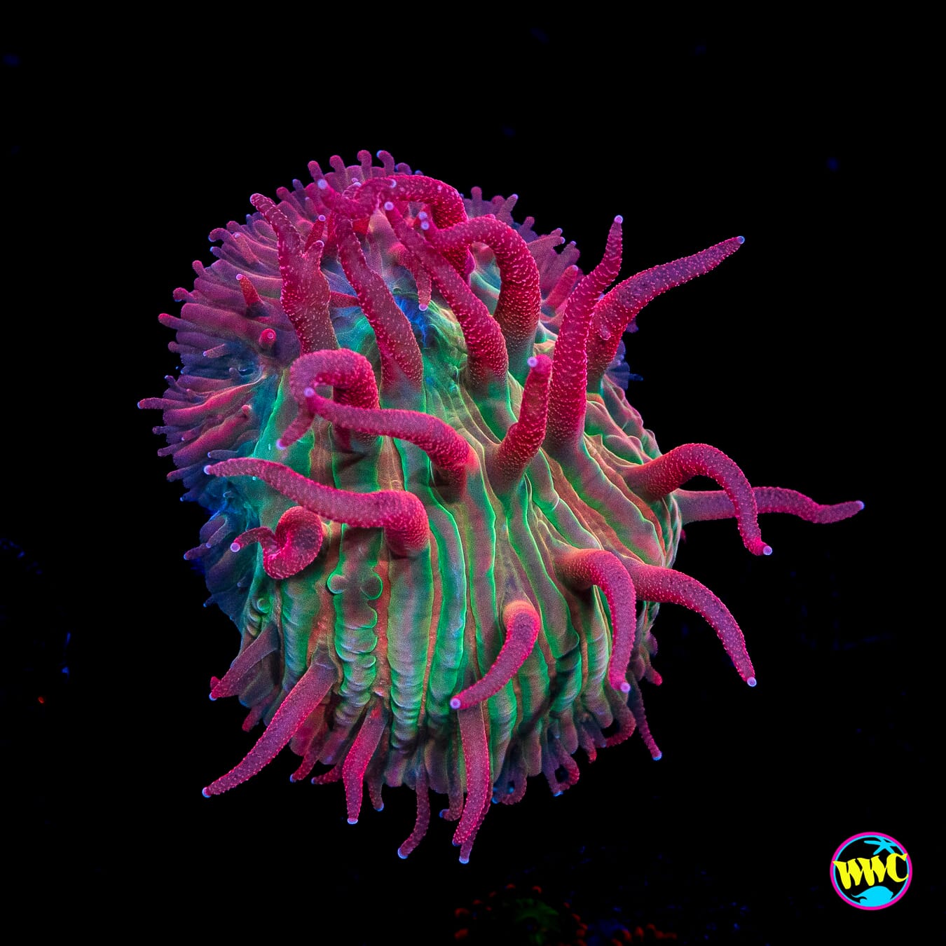 WWC Zombie Apocalypse Diaseris Plate