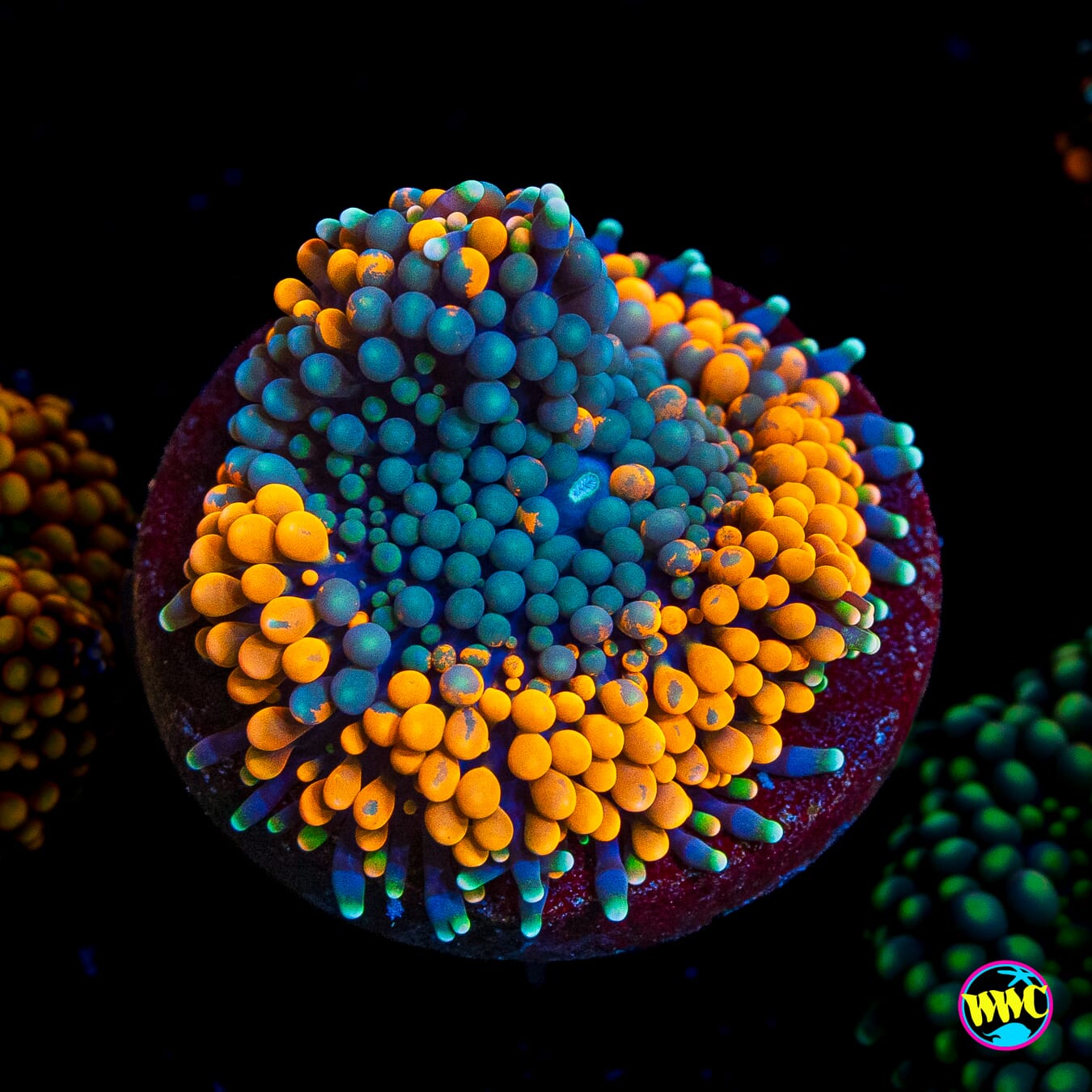 Blueberries and Oranges Ricordea Mushroom