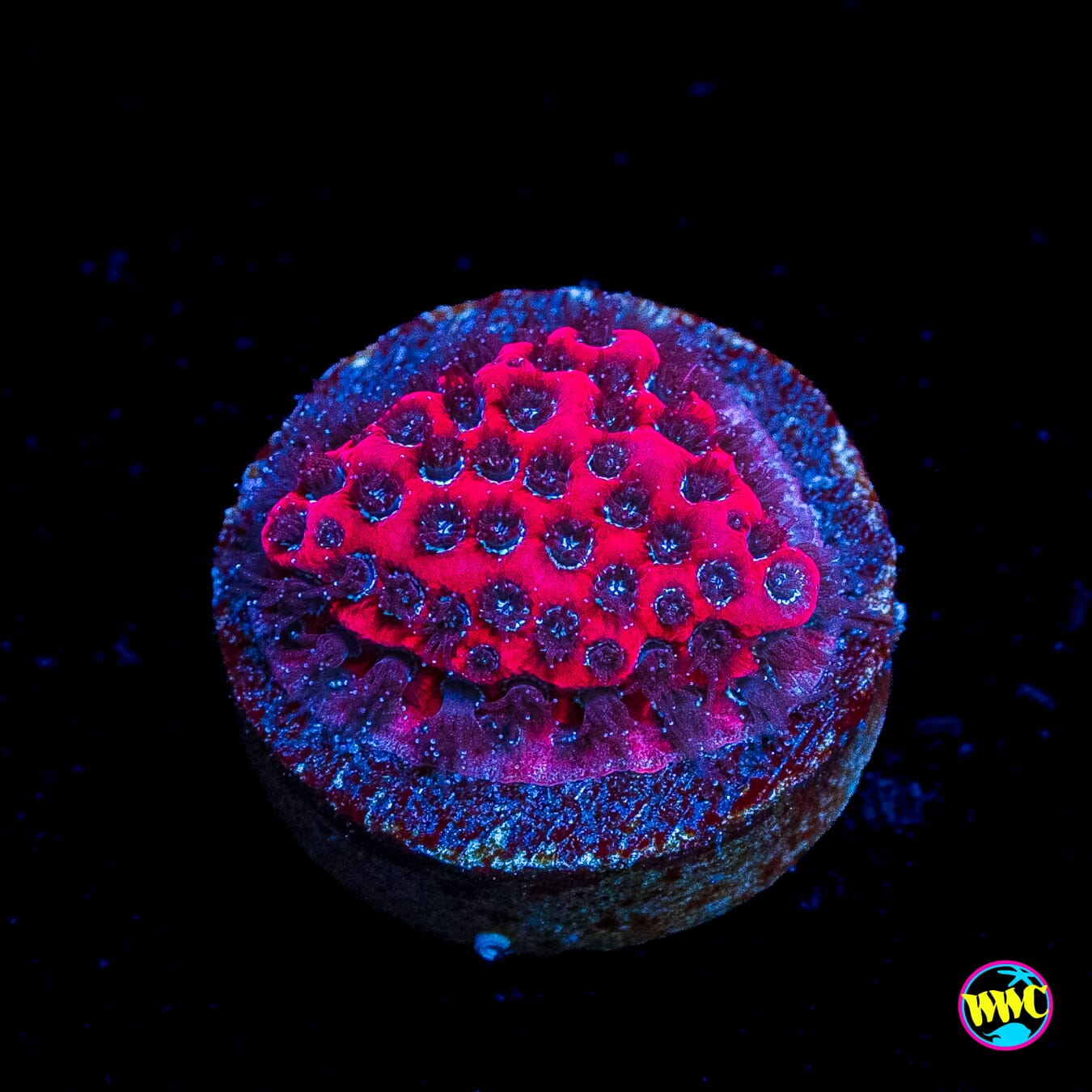 Darth Maul Porites