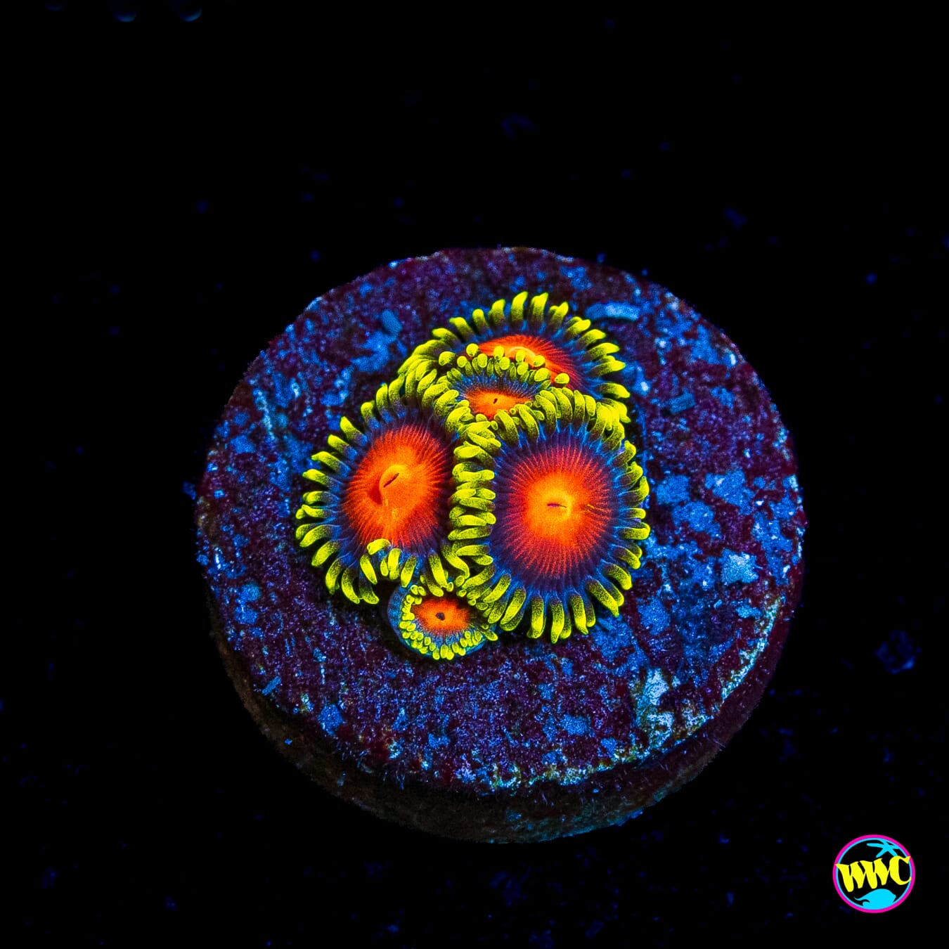 WWC Rising Sun Zoanthids