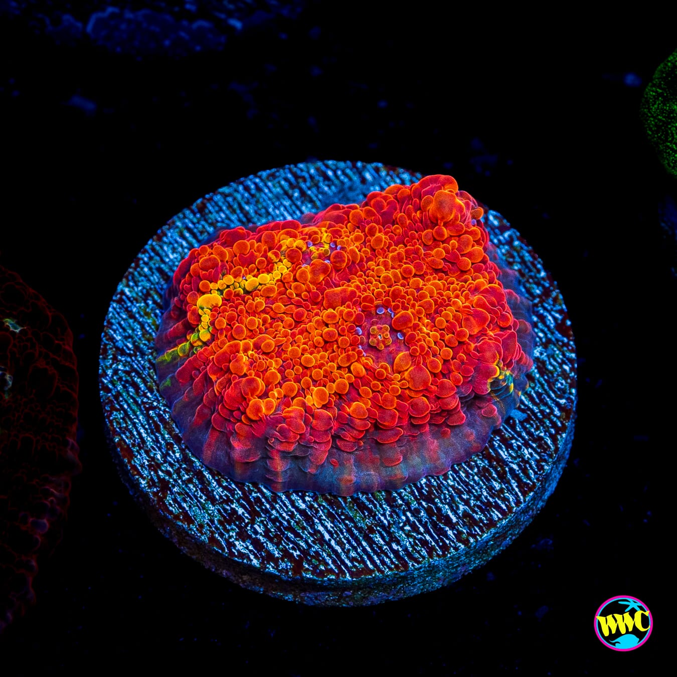 WWC Seared Stellaria Chalice