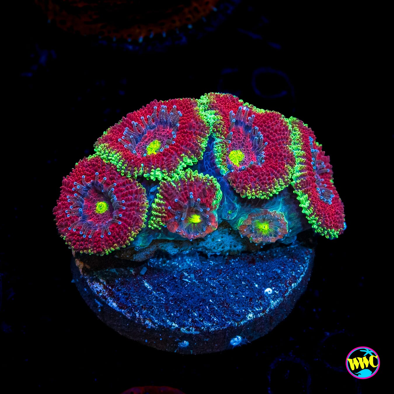 WWC Ruby Red Micromussa
