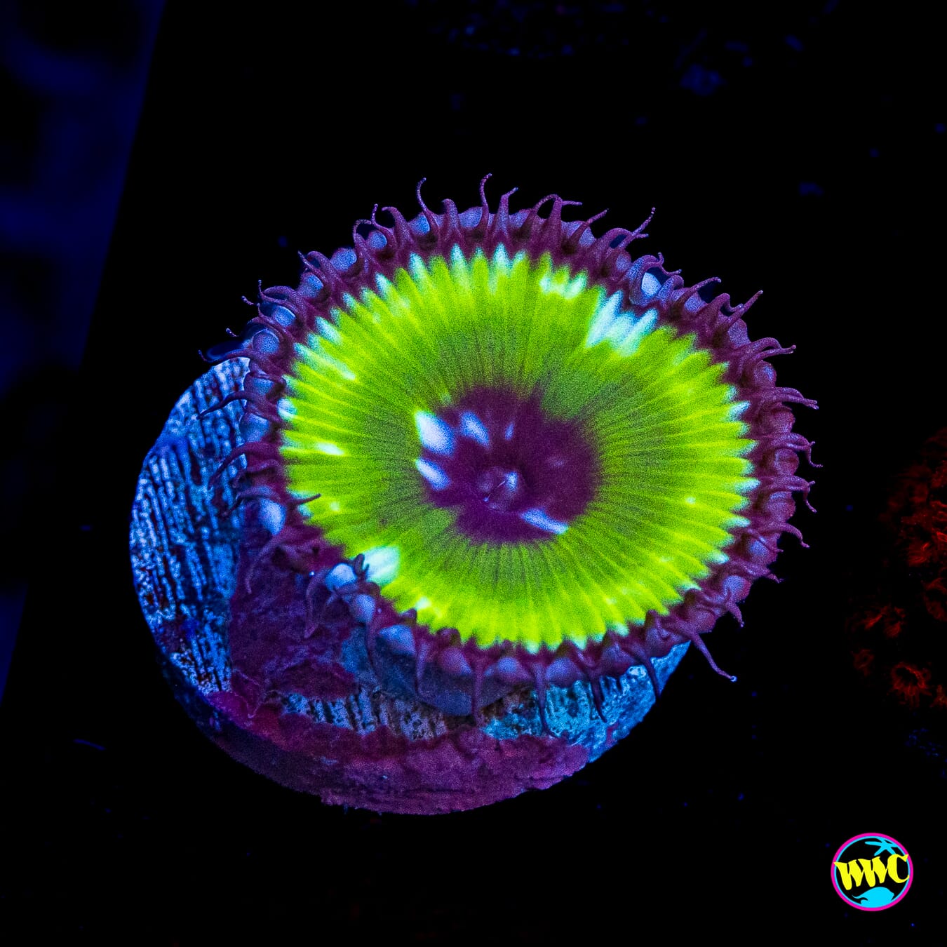 WWC Emerald Grandis Palythoa