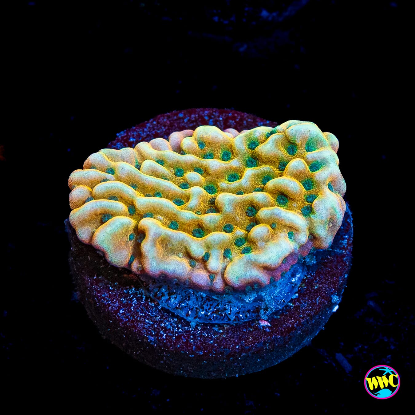 Jason Fox Beach Bum Montipora