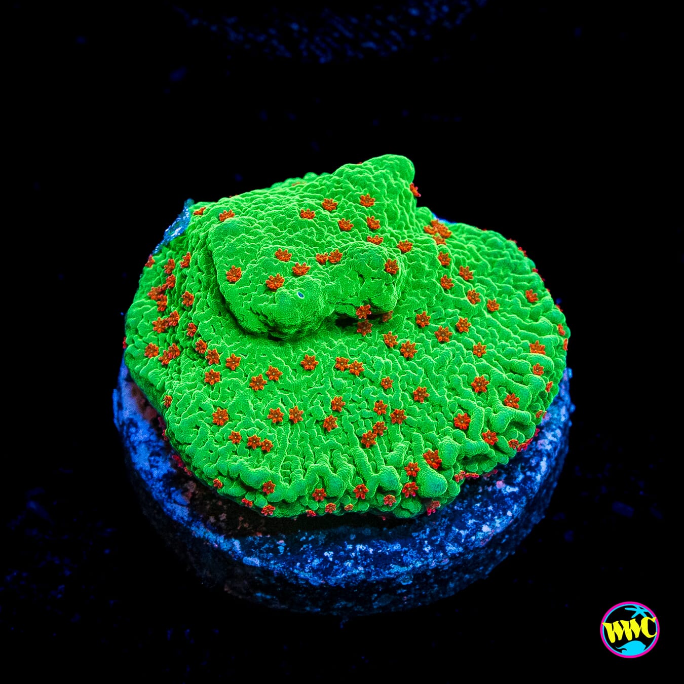 Seasons Greetings Montipora